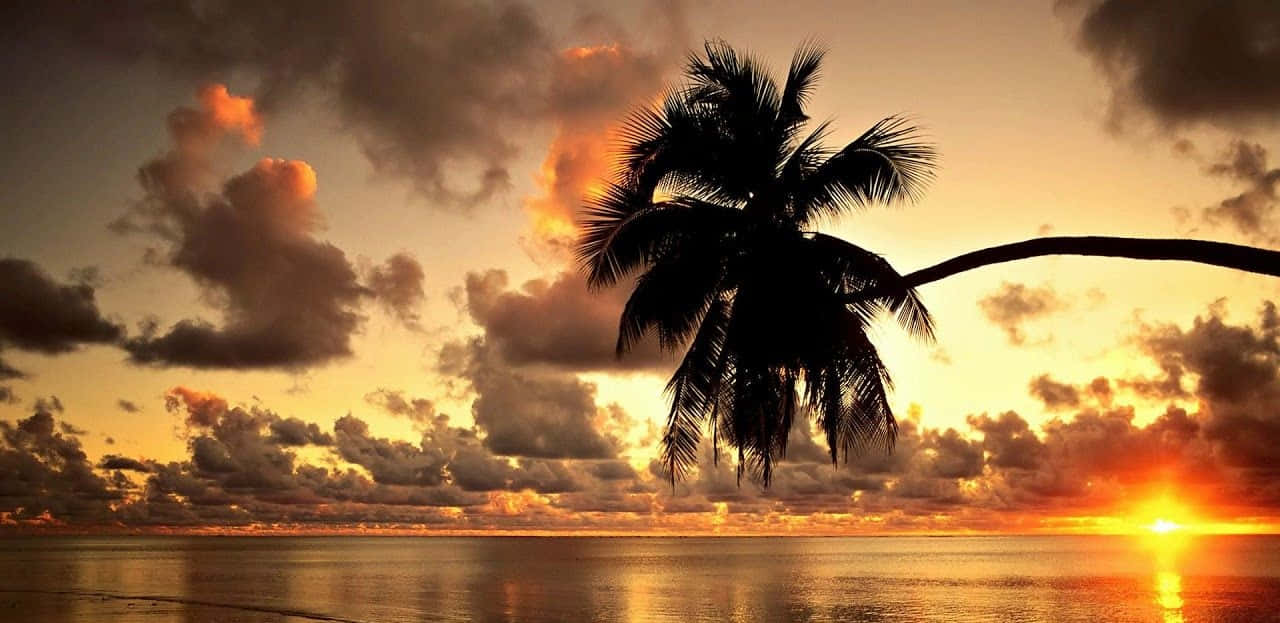 Hawaii Beach Palm Tree Sunset