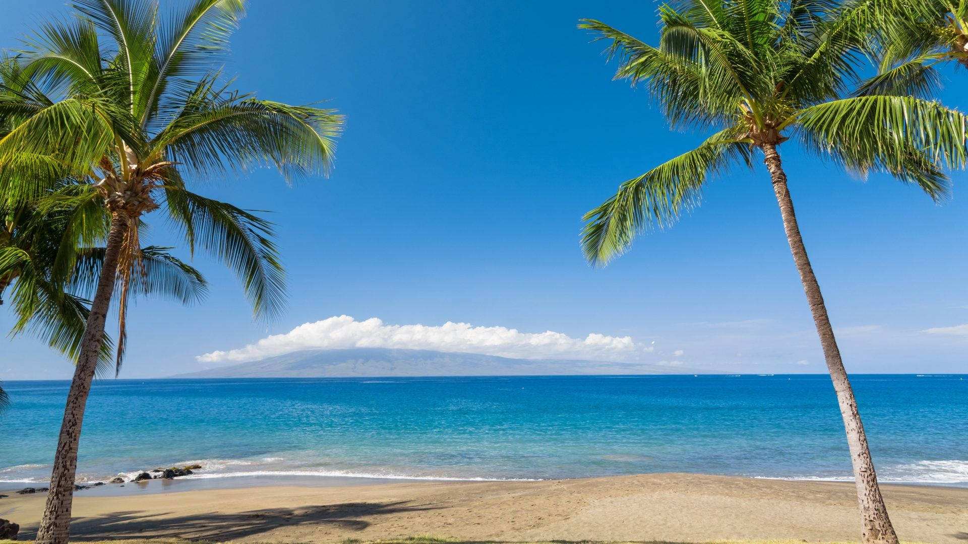 Hawaii Beach Palm Trees Background