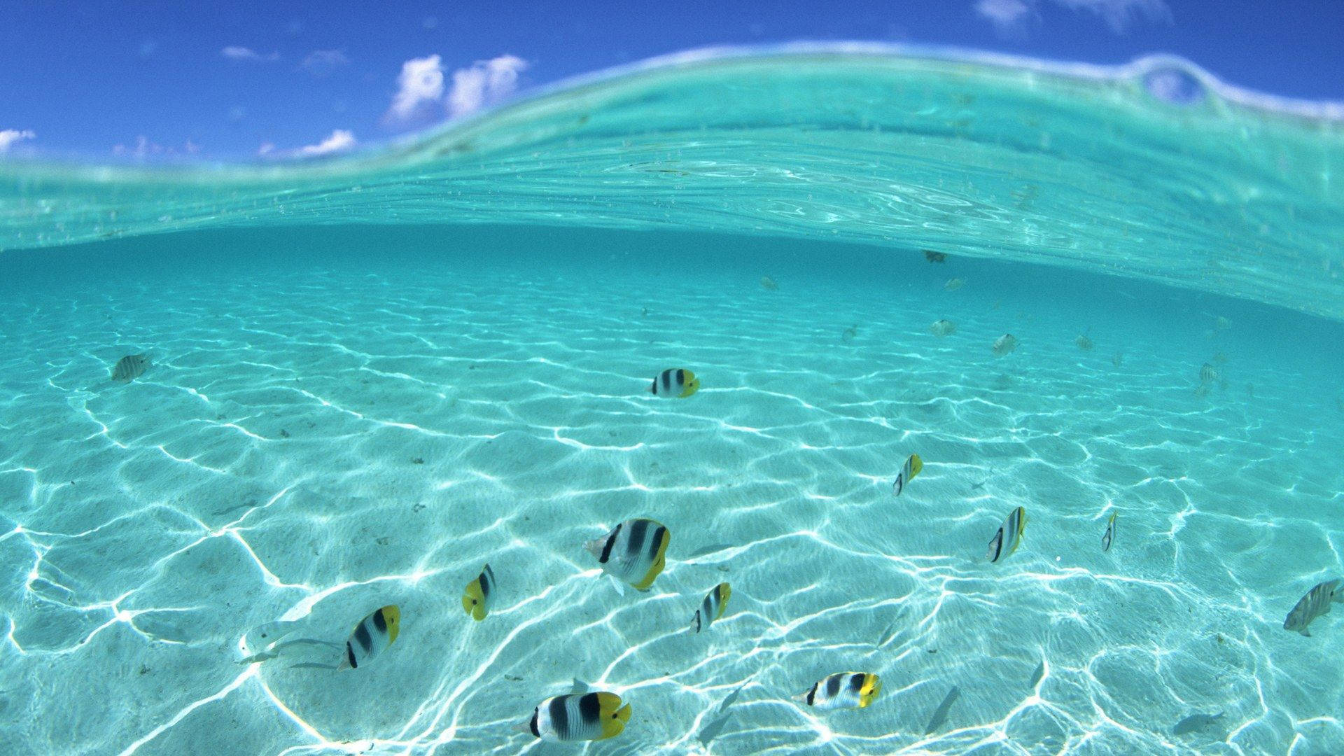 Hawaii Clear Ocean Underwater Background