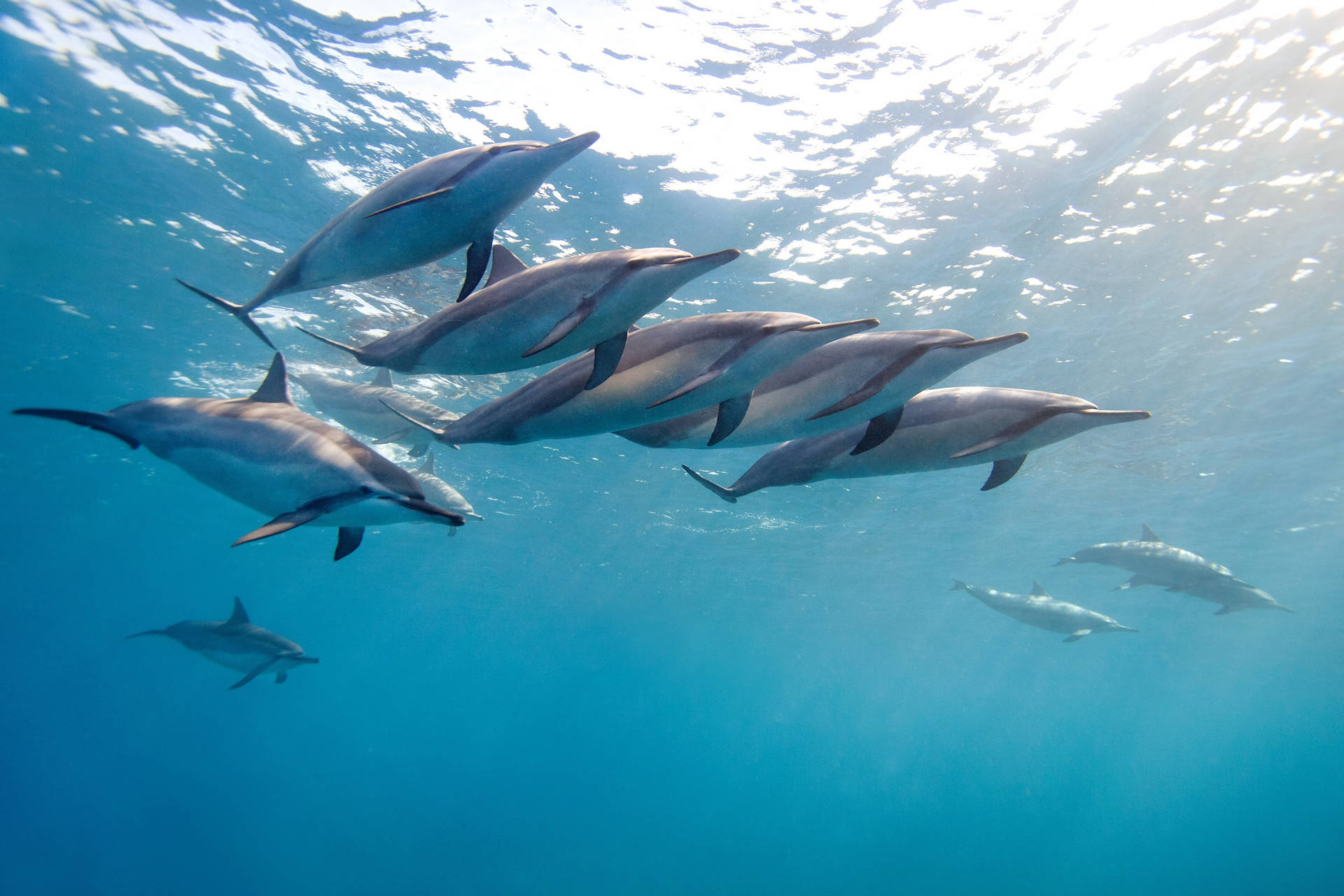 Hawaii Ocean Dolphins Background