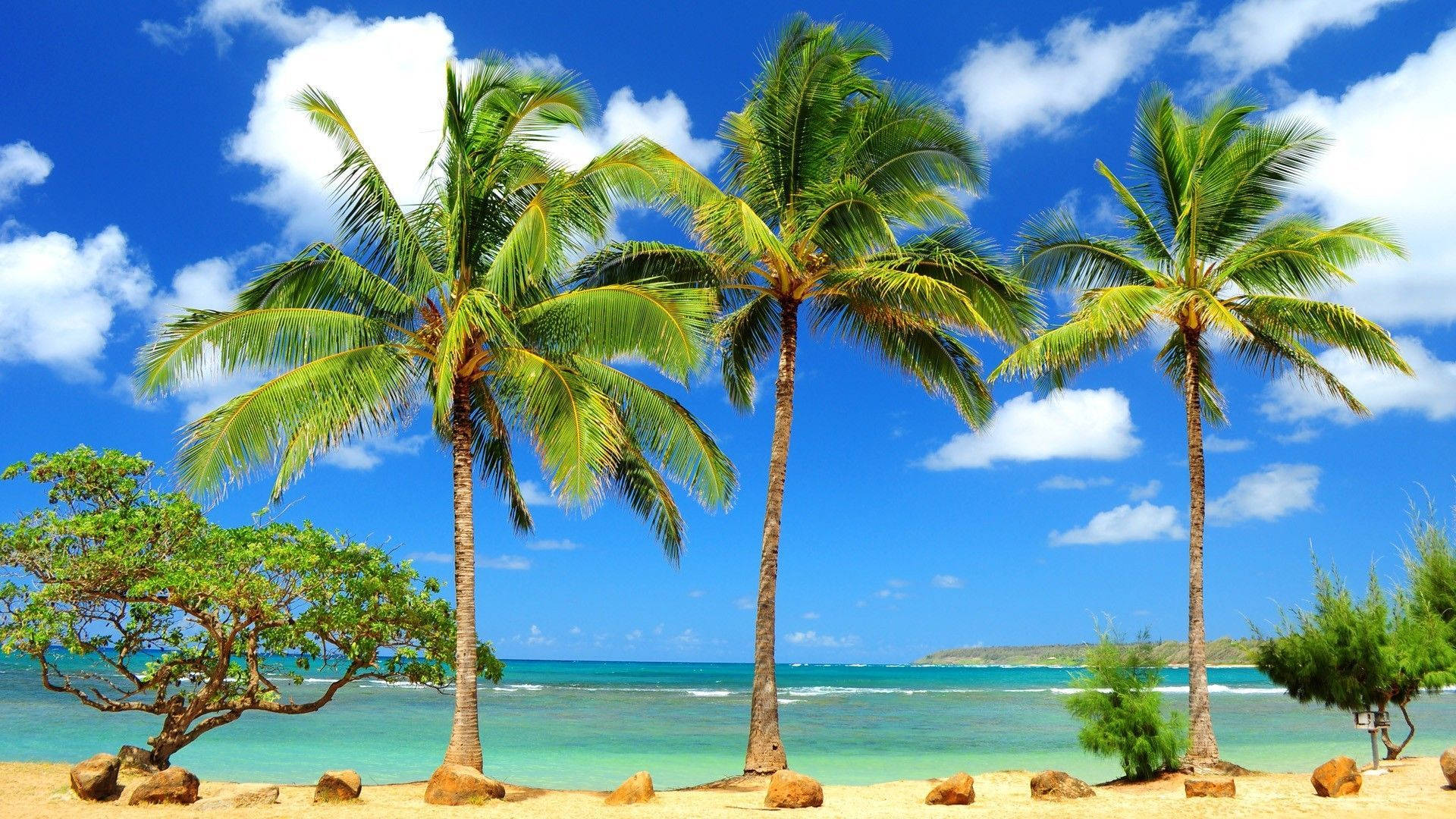 Hawaii Shoreline Palm Trees Background