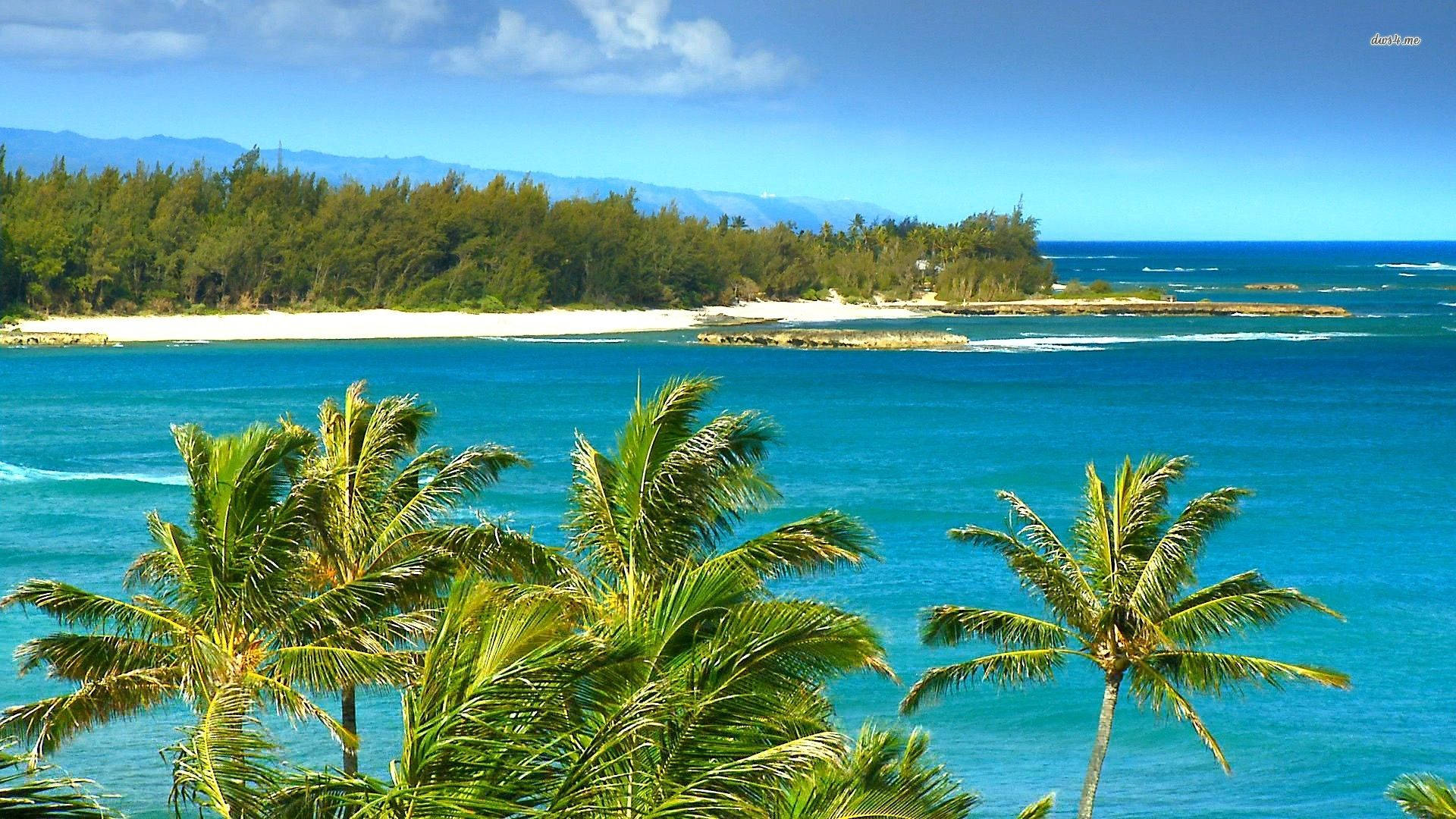 Hawaii Tropical Beach Background