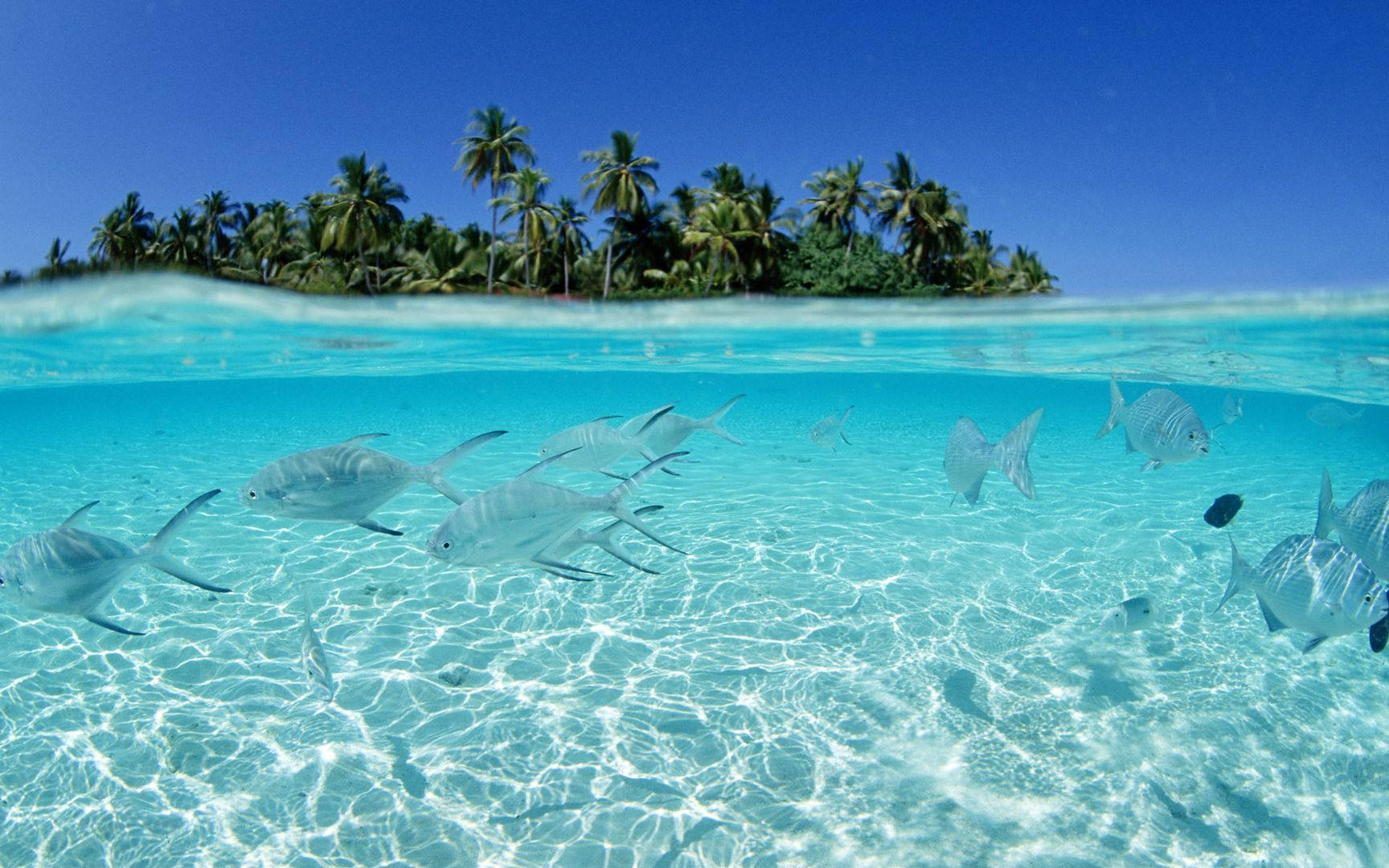 Hawaii Underwater Fishes Background