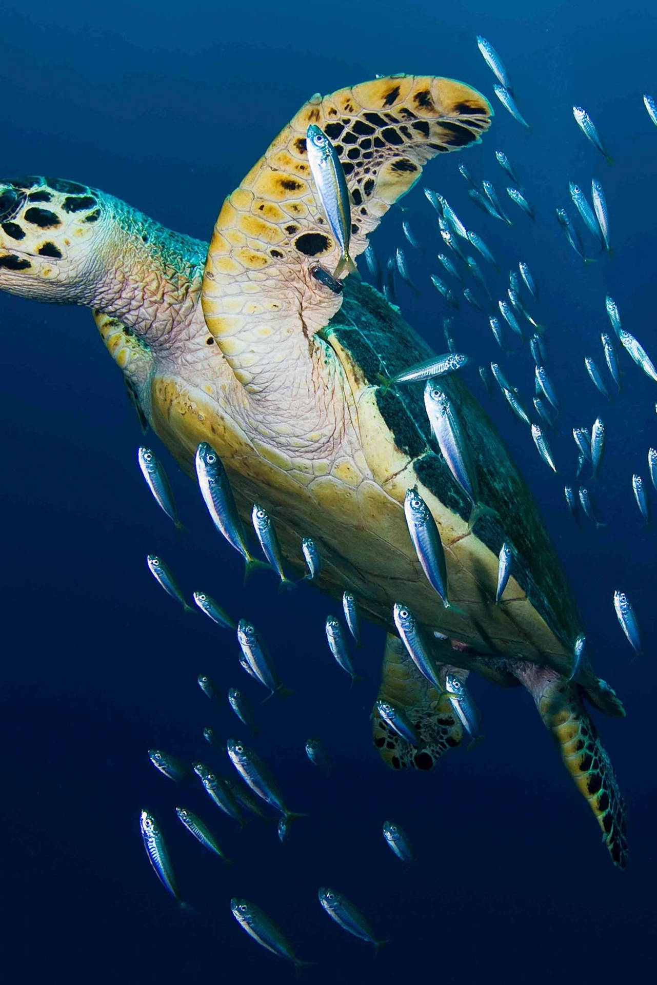 Hawksbill Sea Water Turtle Photography Background