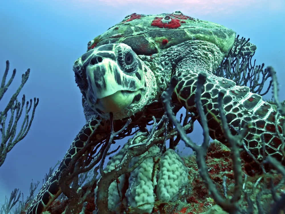 Hawksbill Turtle Coral Reef Background