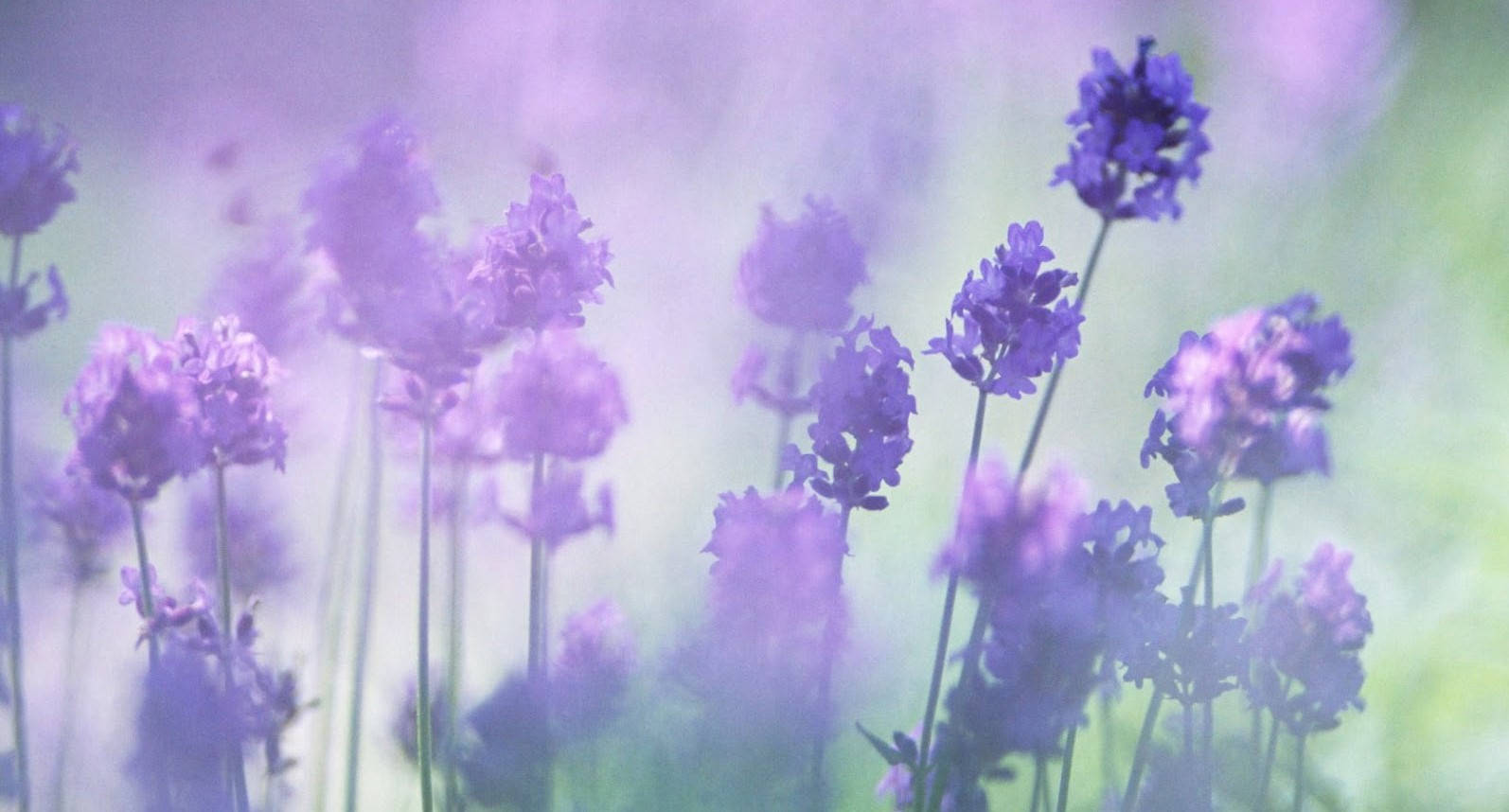 Hazy Aesthetic Purple Flower Background