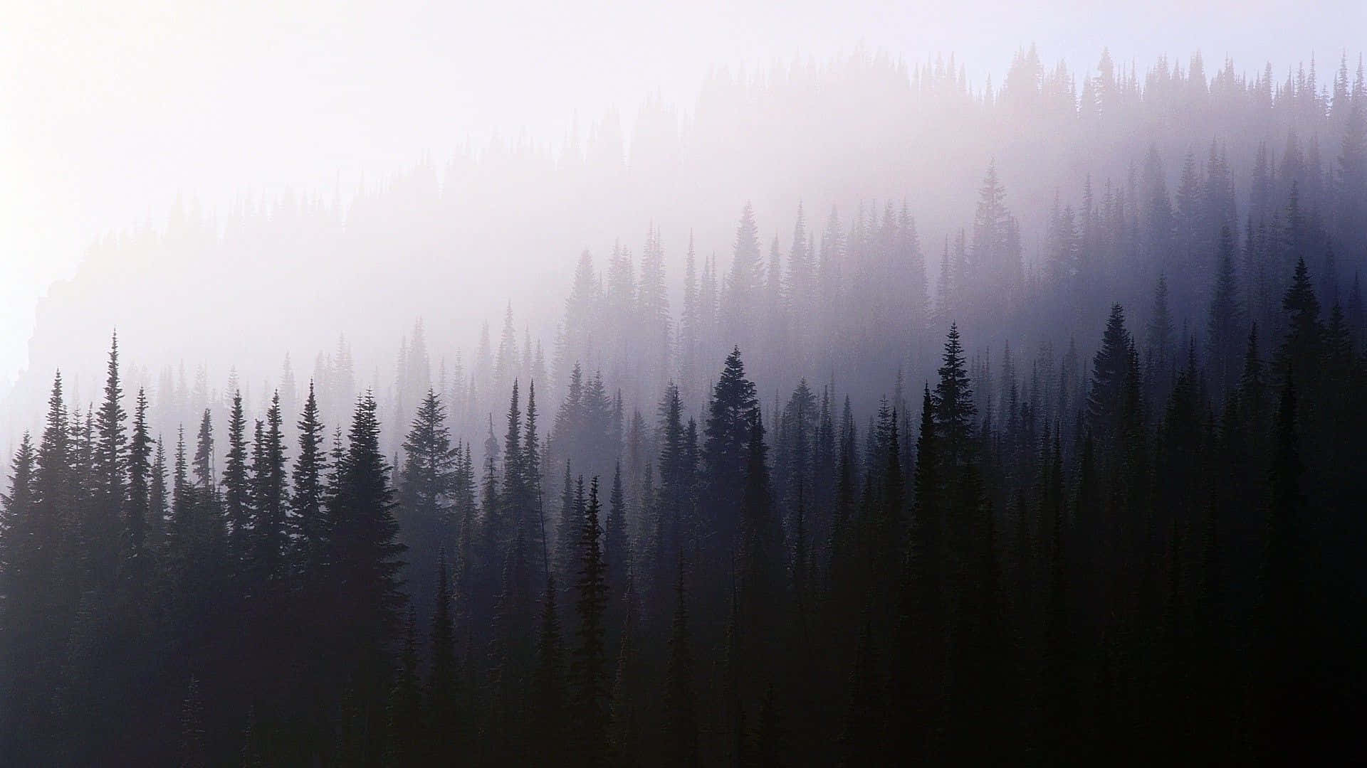 Hazy Beauty Background