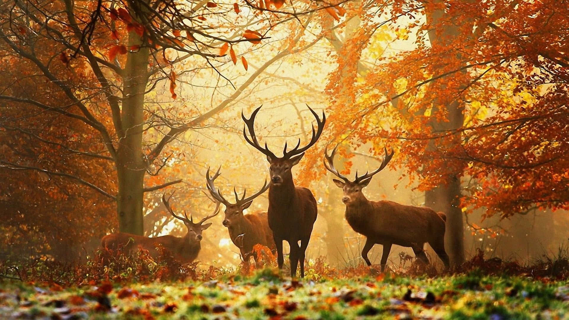 Hd Autumn Elk