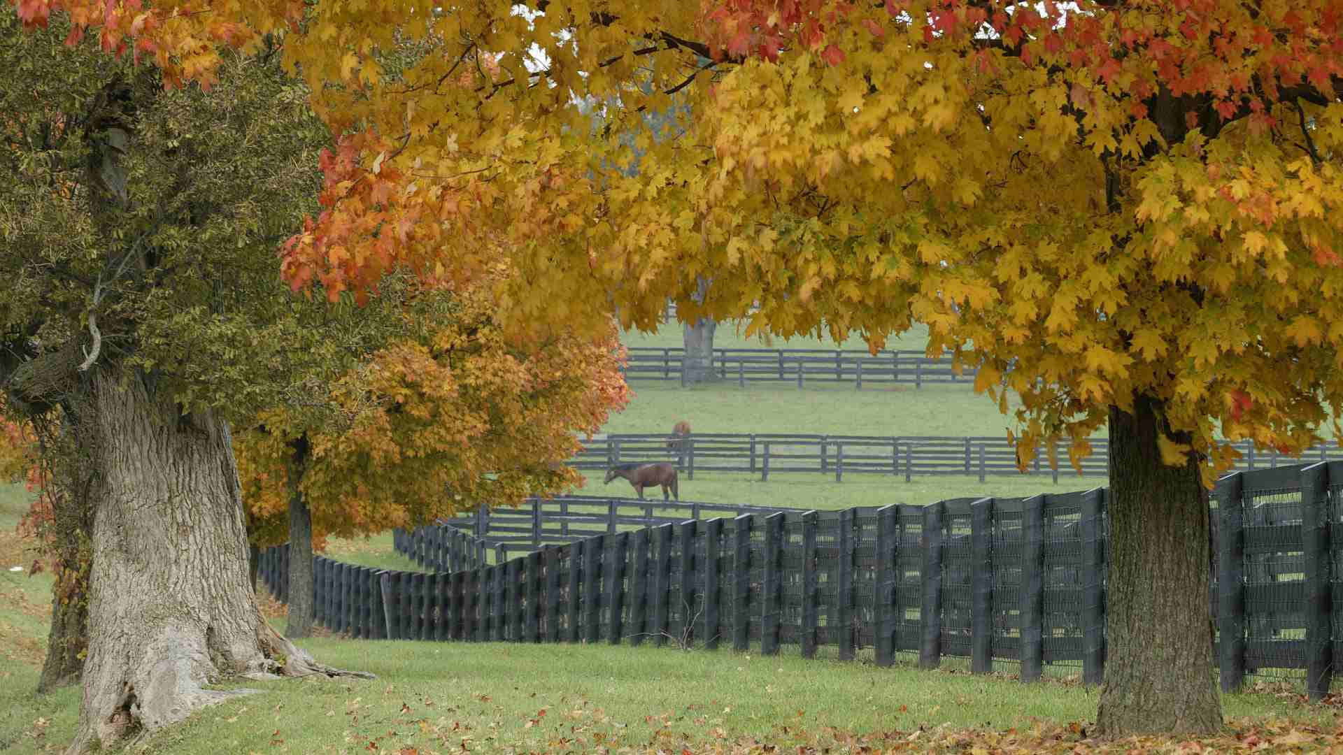 Hd Autumn Horse Ranch Background