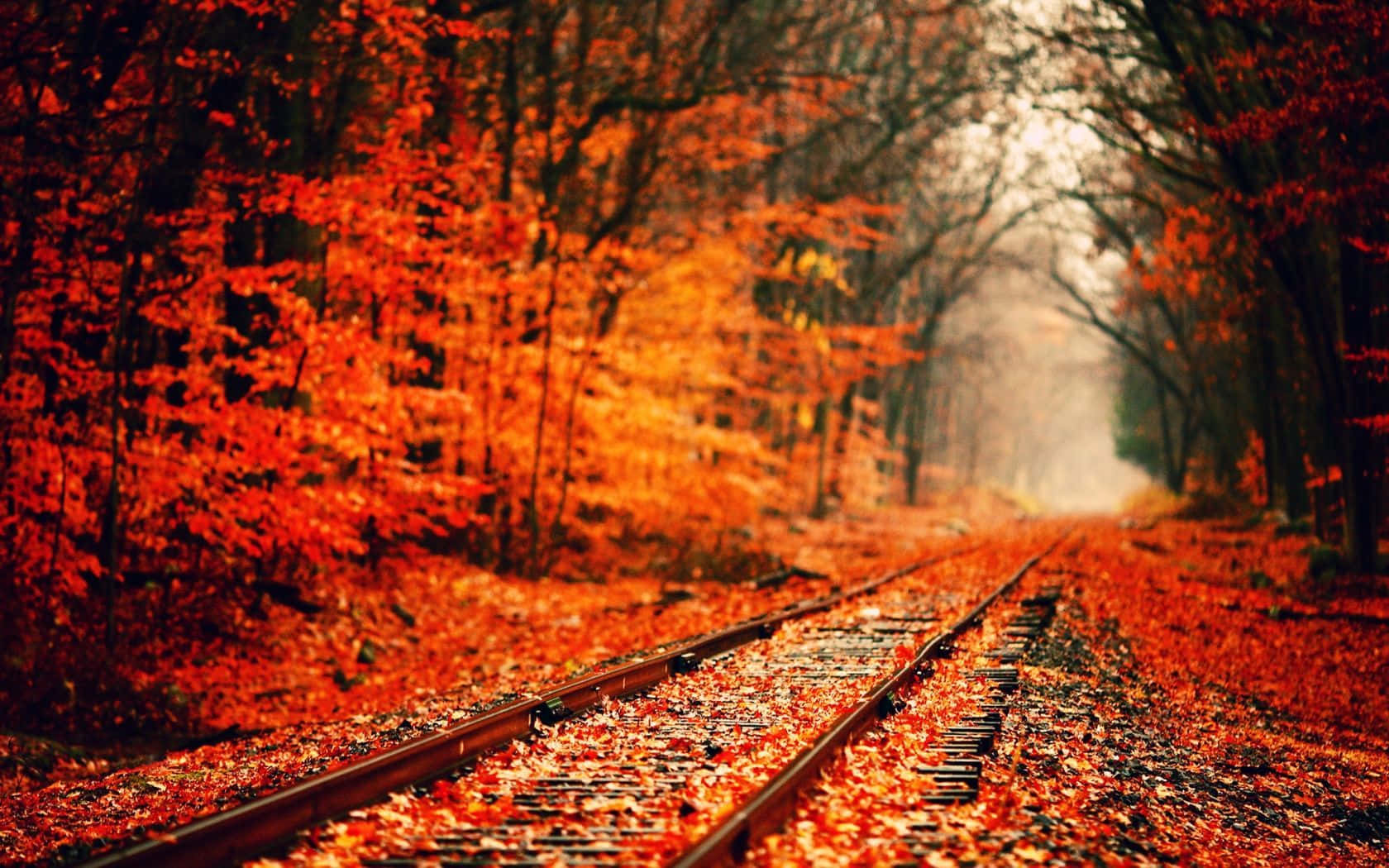 Hd Autumn Railroad Tracks Background