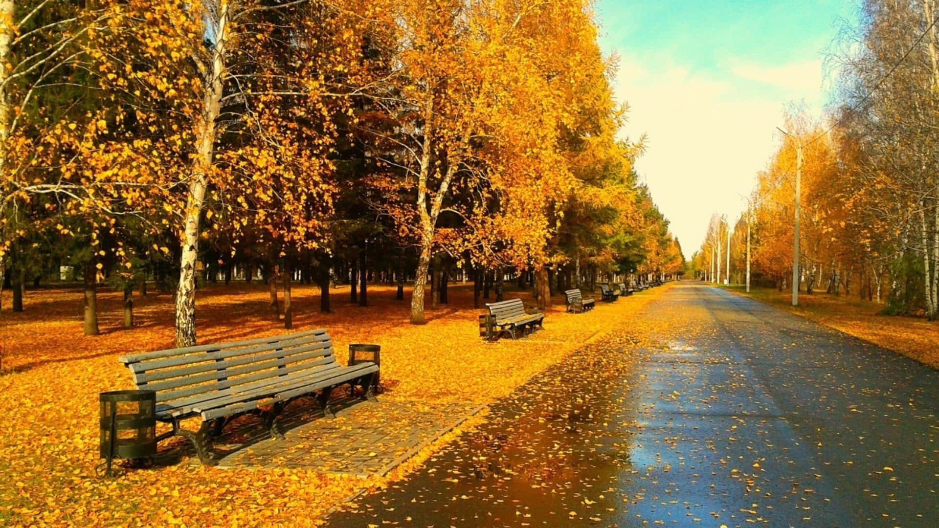 Hd Autumn Road Side Benches Background