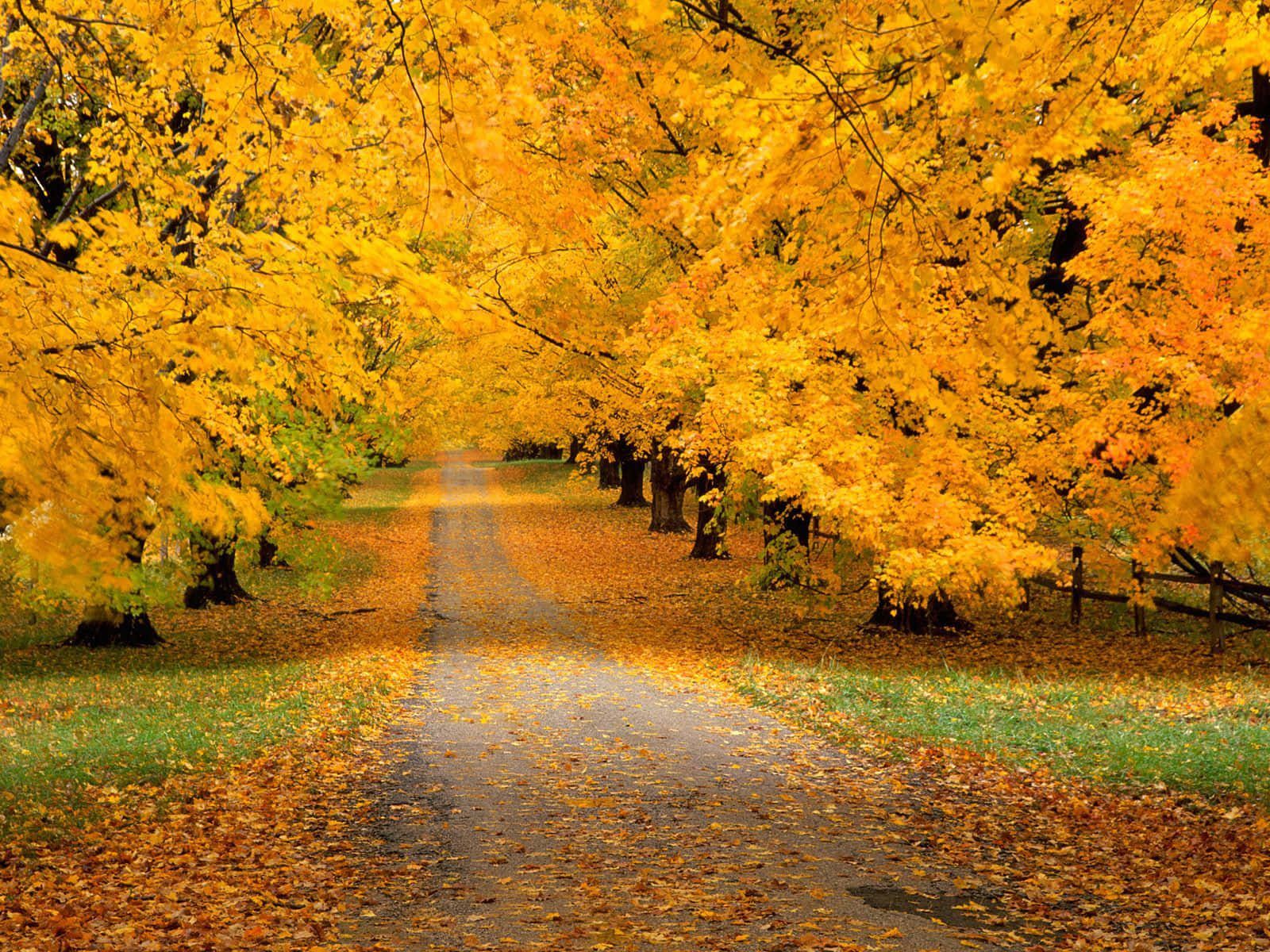 Hd Autumn Road With Fallen Leaves Background