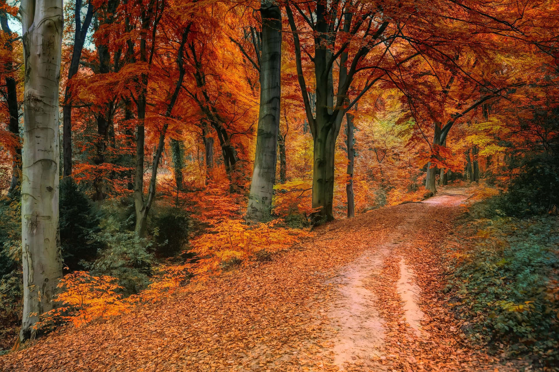 Hd Autumn Scene With Red And Yellow Leaves Background