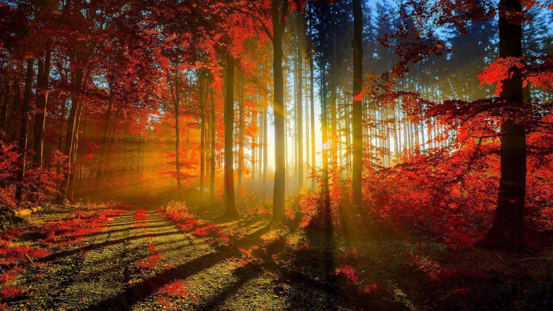 Hd Autumn Sun Through Forest Background