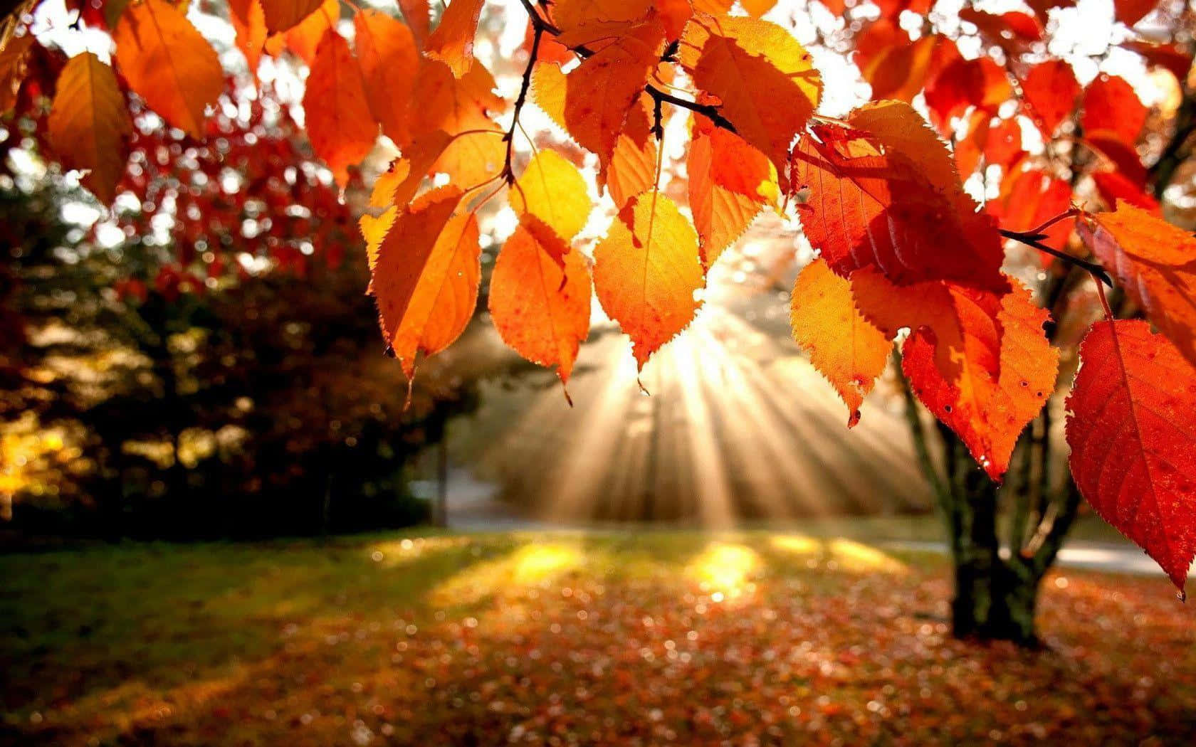 Hd Autumn Sunlight Through Leaves