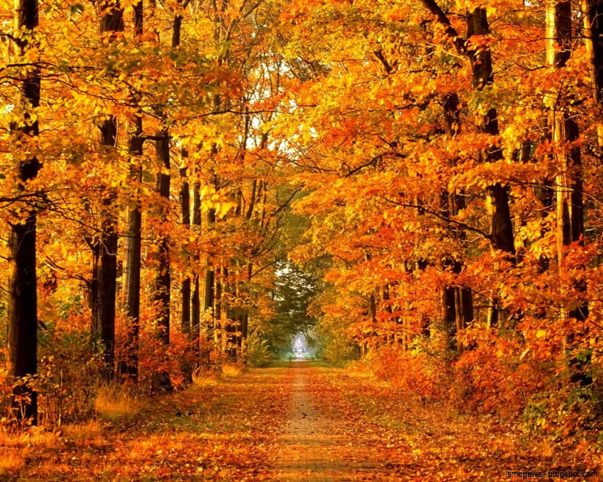 Hd Autumn Trees Background