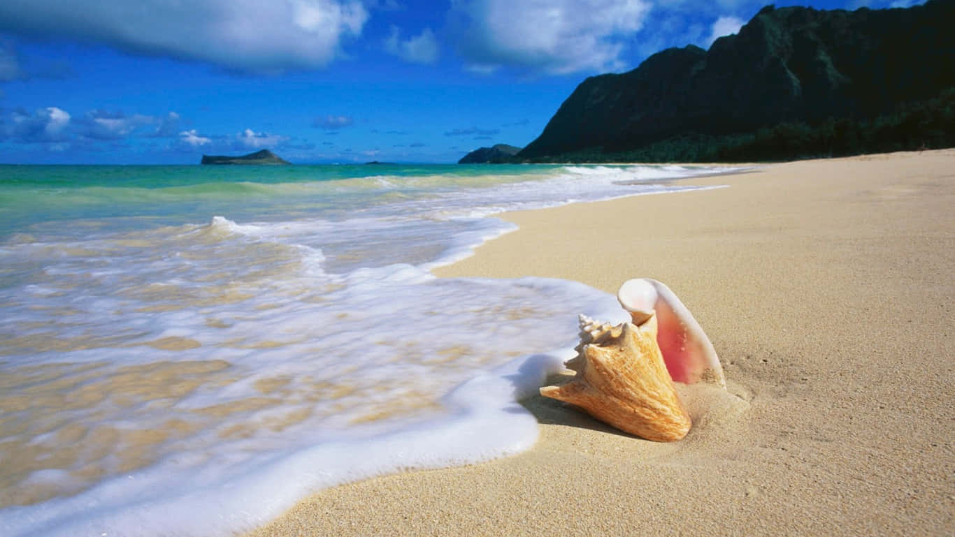 Hd Beach With Oahu Seashell