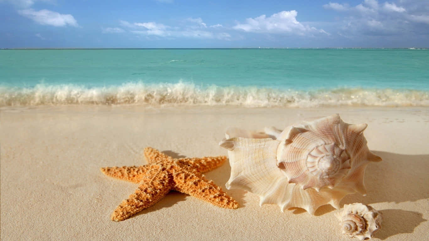 Hd Beach With Starfish And Seashells Background