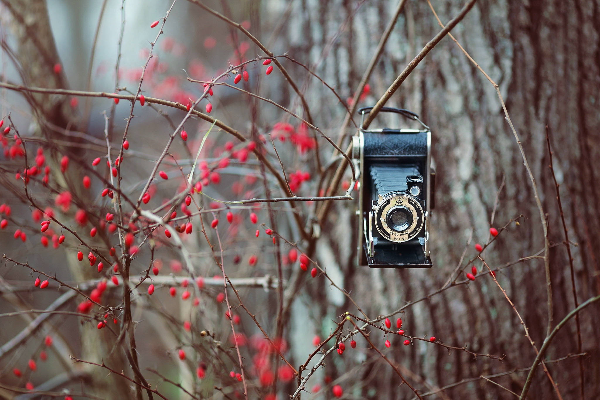 Hd Camera On A Red Berry Tree Background