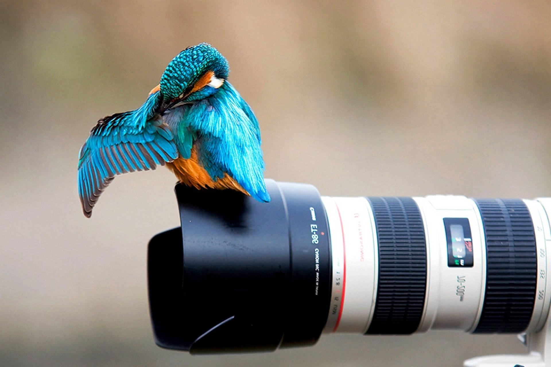 Hd Camera With Kingfisher Bird Background