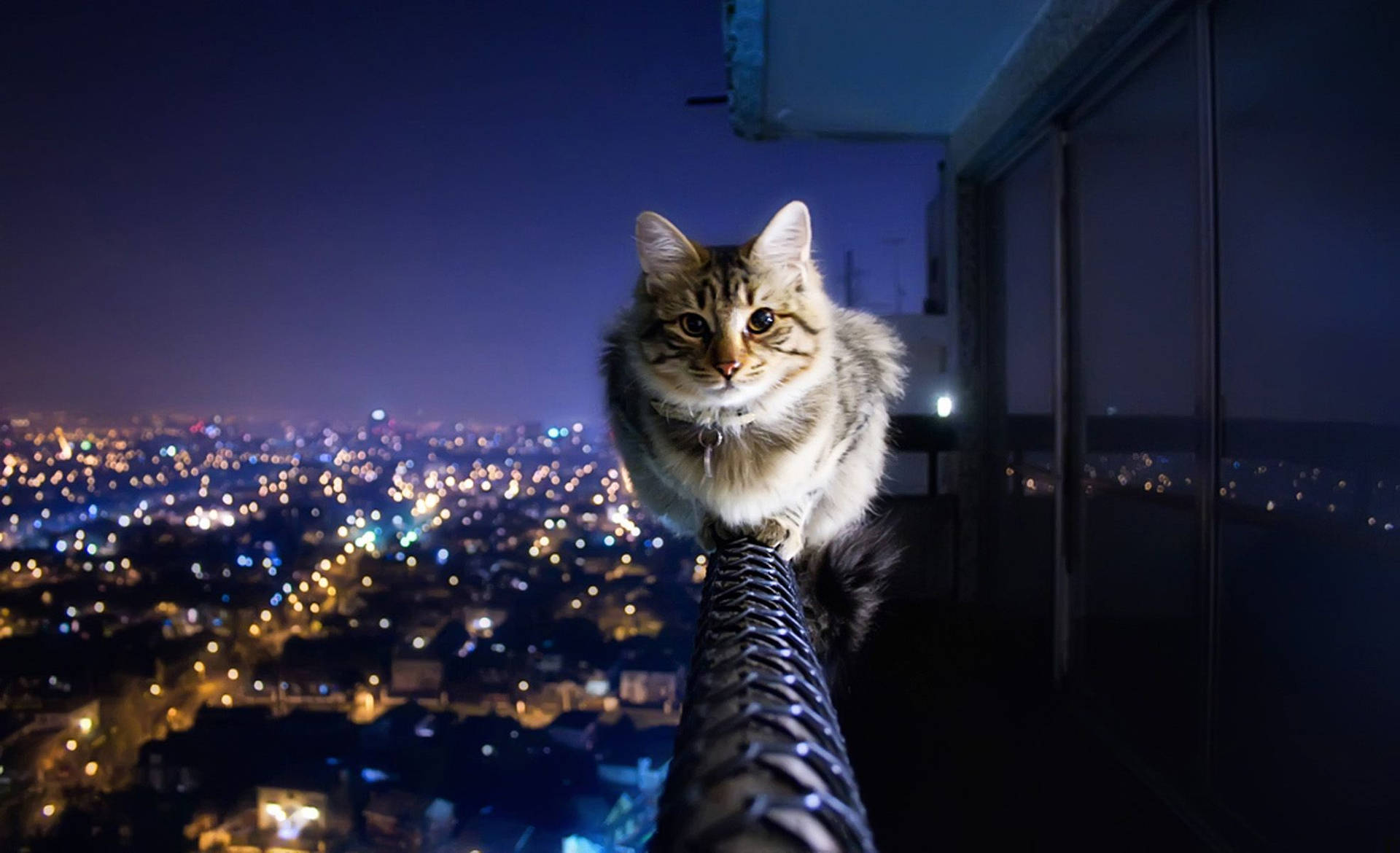 Hd Cat And City View Background