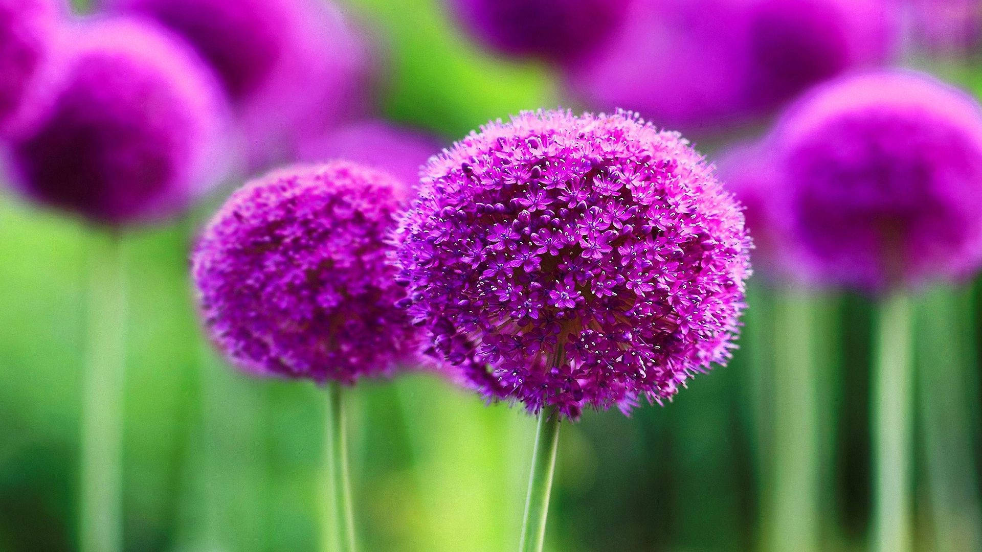 Hd Circular Purple Flower Desktop Background