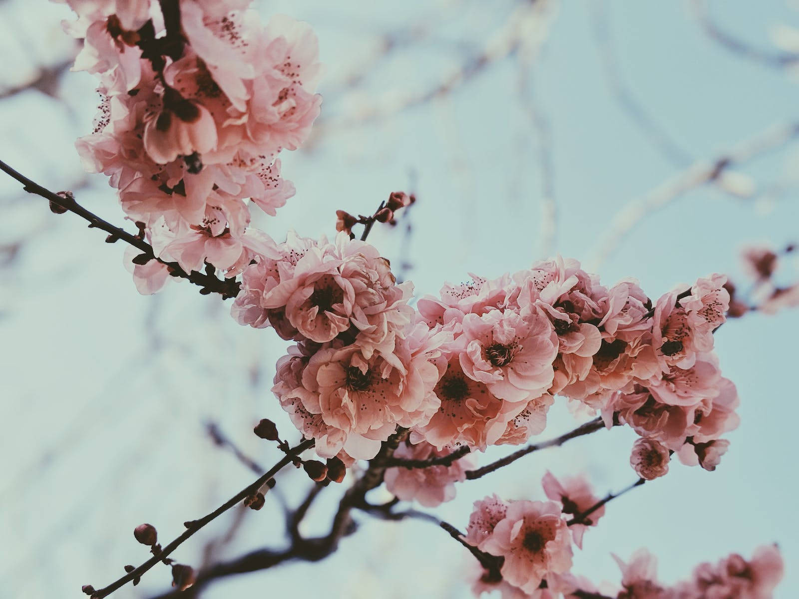 Hd Close-up Of Cherry Blossoms Background