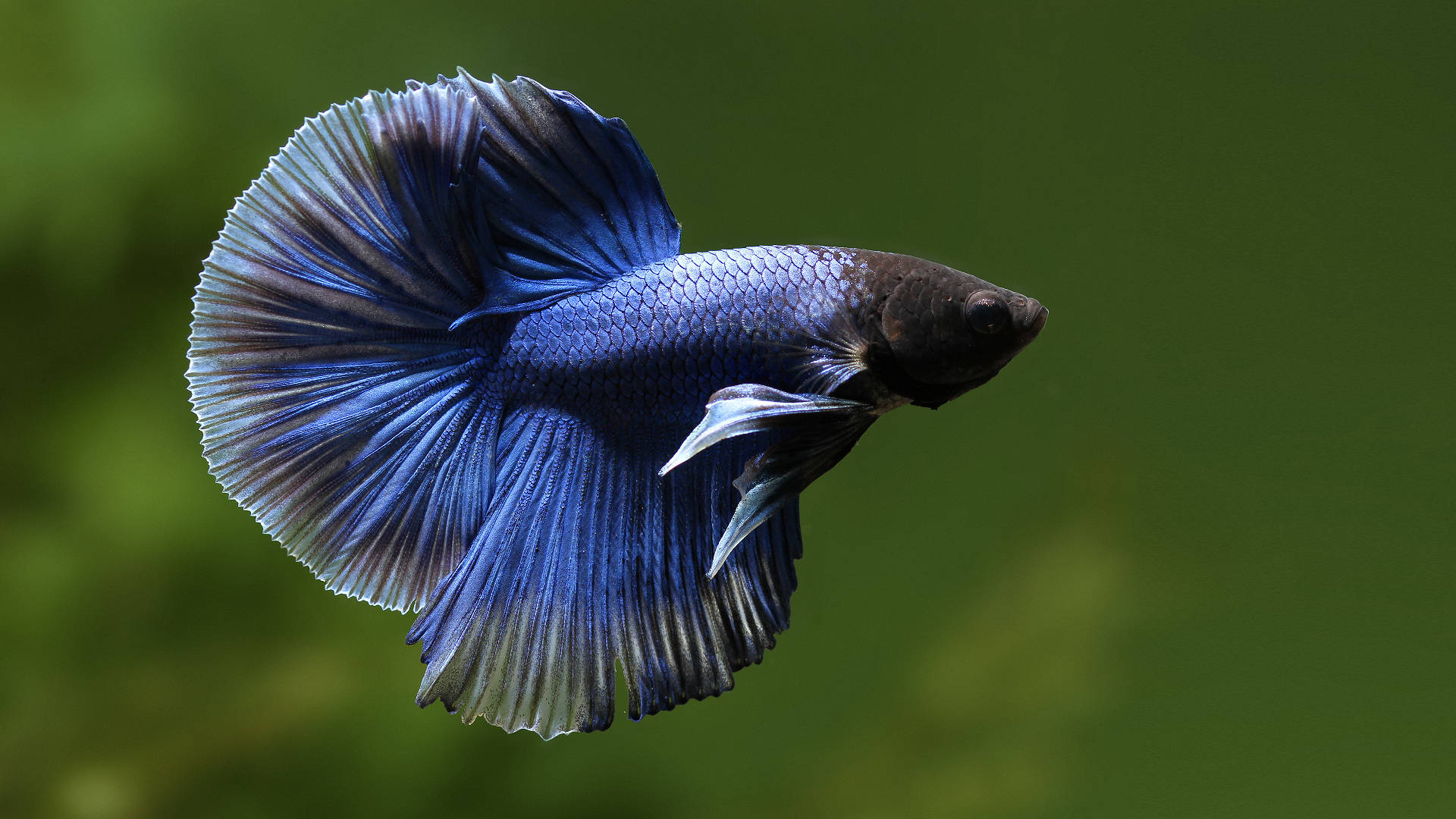 Hd Fish Blue Half Moon Siamese Betta Background