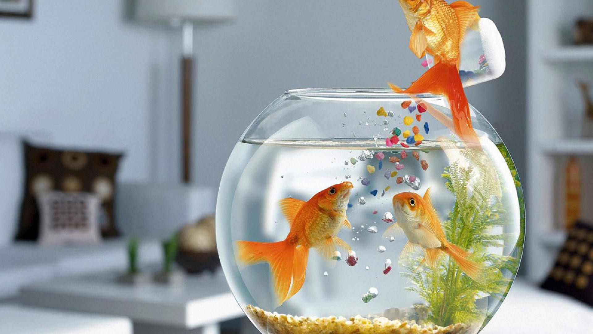 Hd Fish Bowl Fed Two Goldfish Background