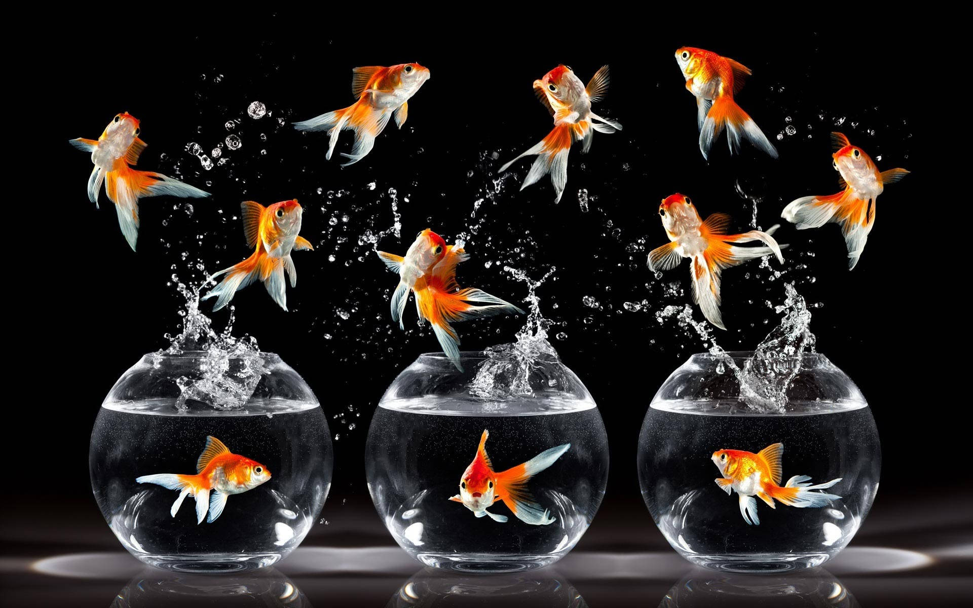 Hd Fish Bowl Jumping Goldfish Species Background