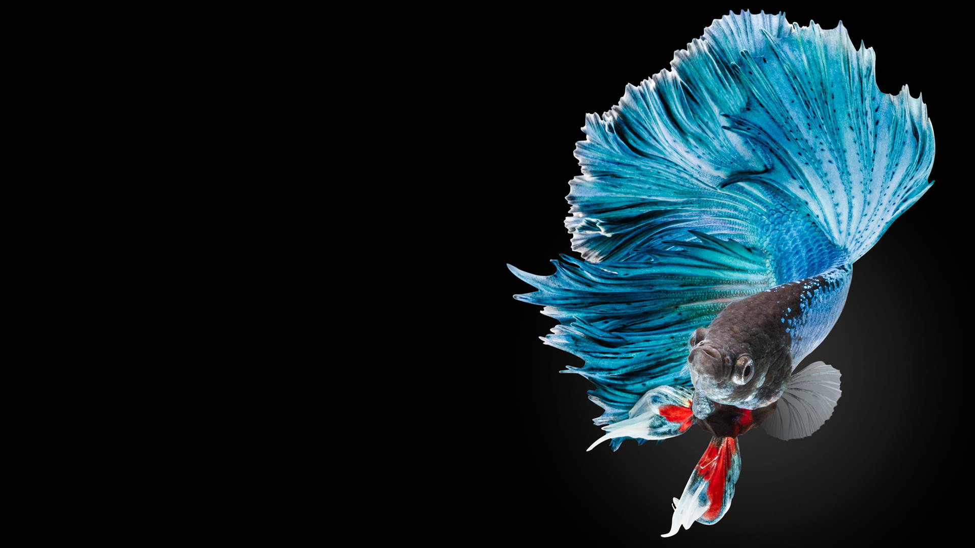 Hd Fish Colorful Siamese Fighting Betta Background