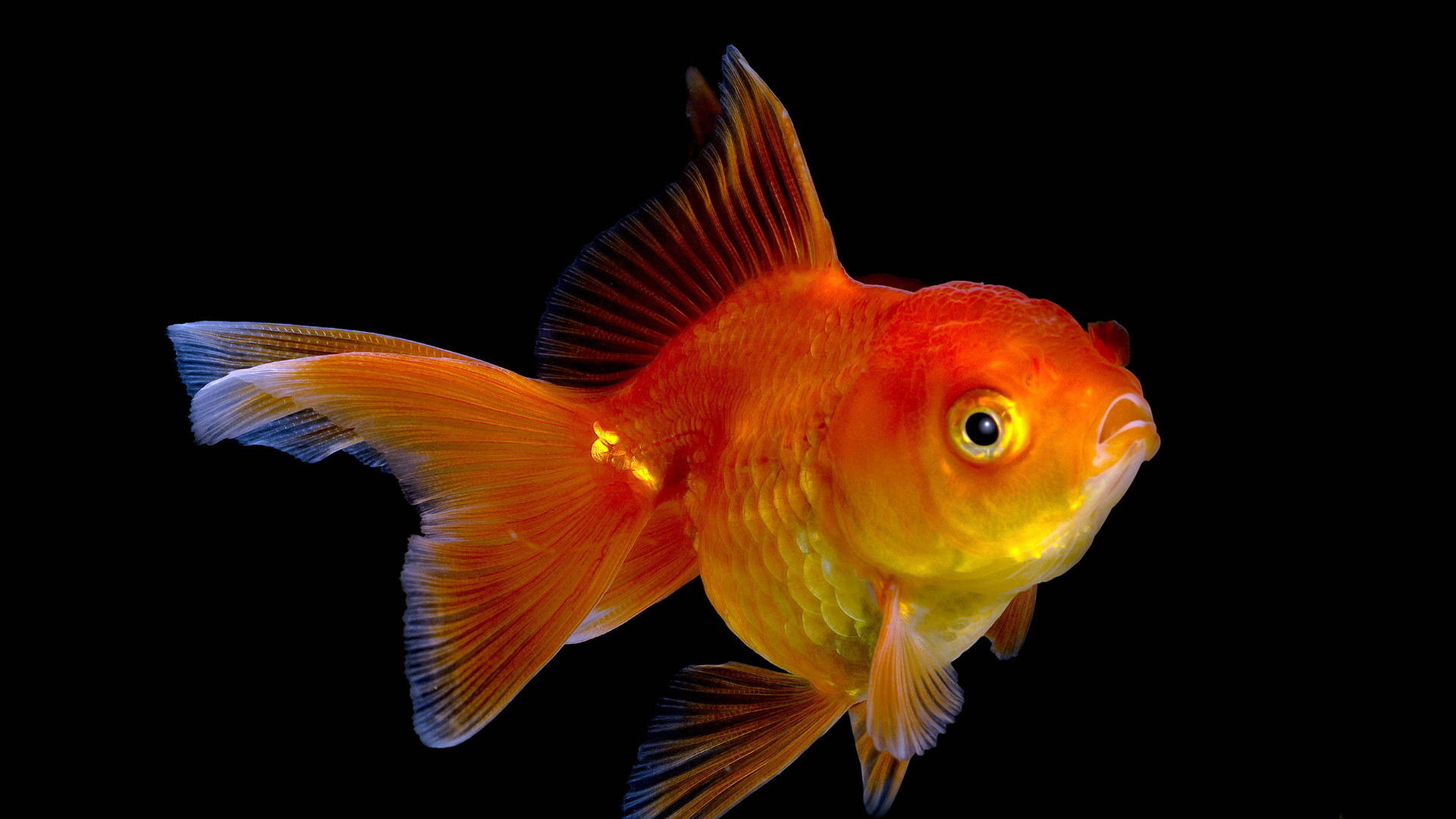 Hd Fish Cute Swimming Fantail Background