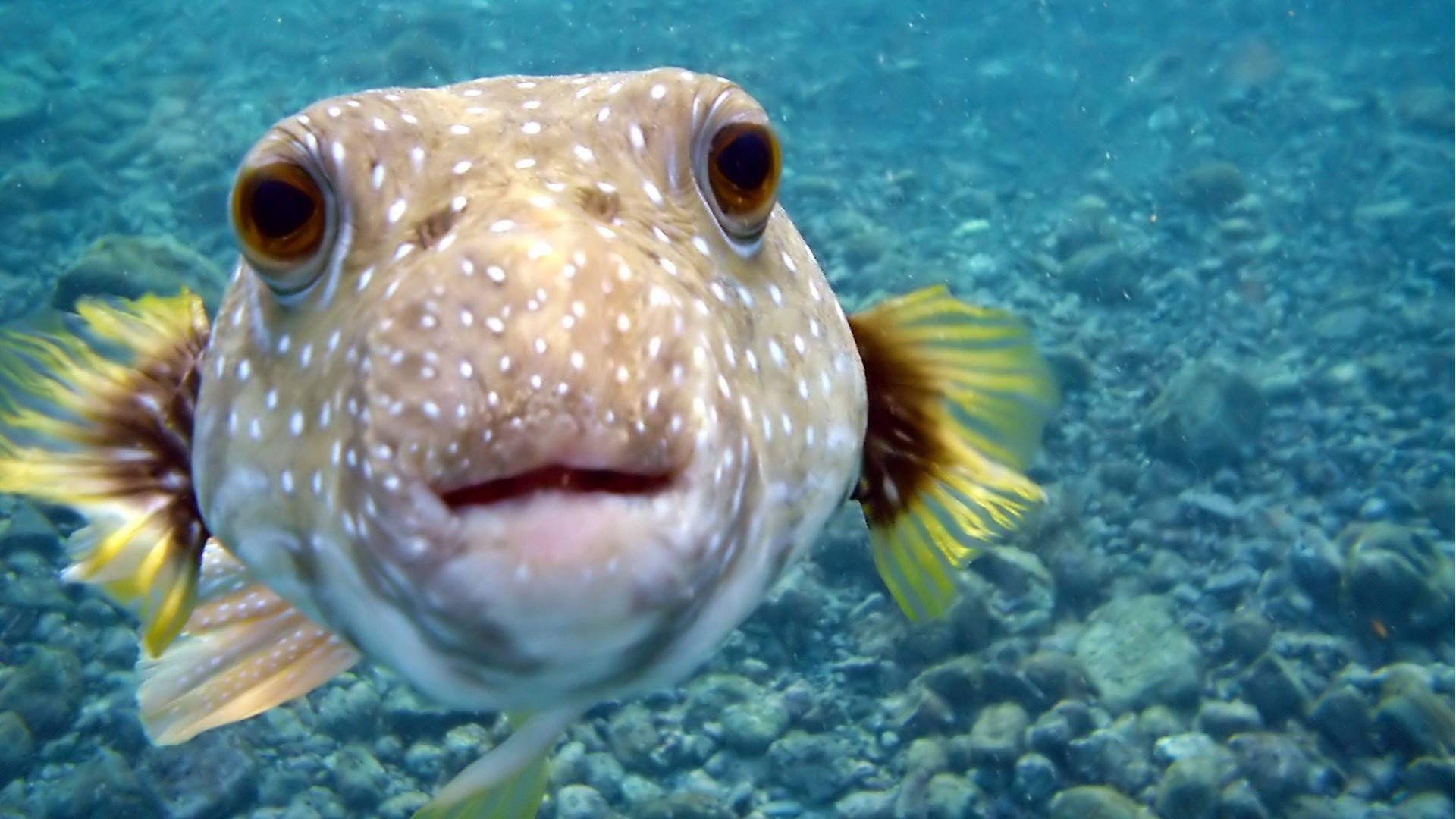 Hd Fish Cute White Spotted Puffer Background