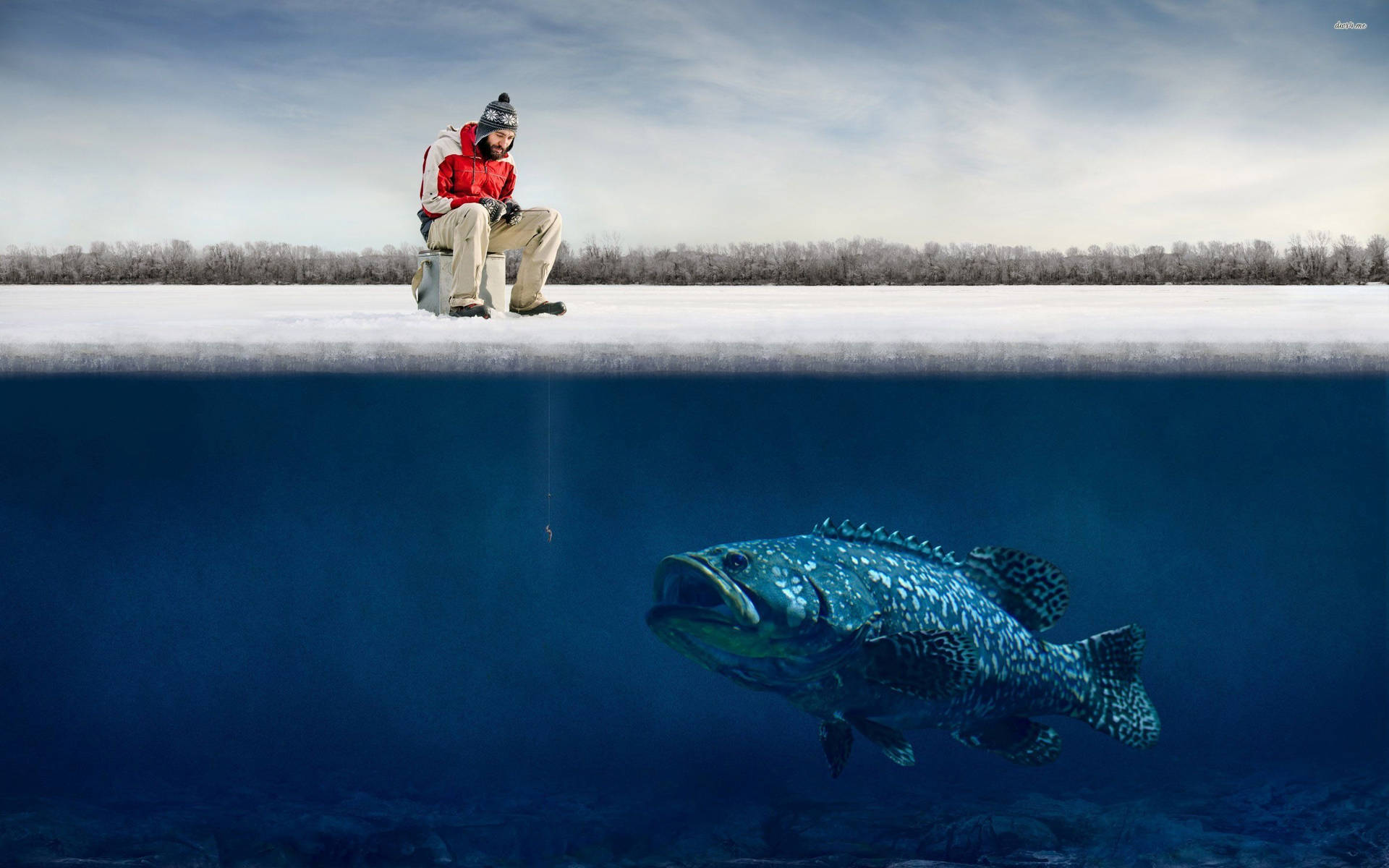 Hd Fish Grouper Below Ice Background