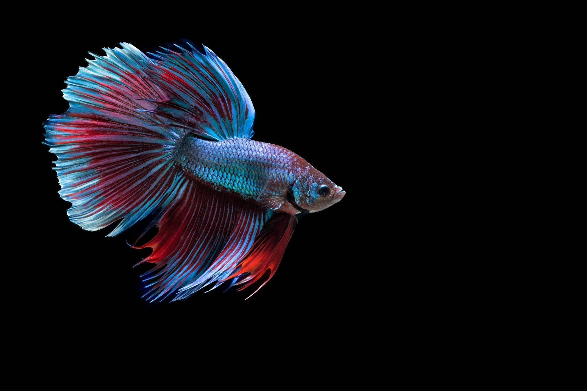 Hd Fish In Blue And Red Background