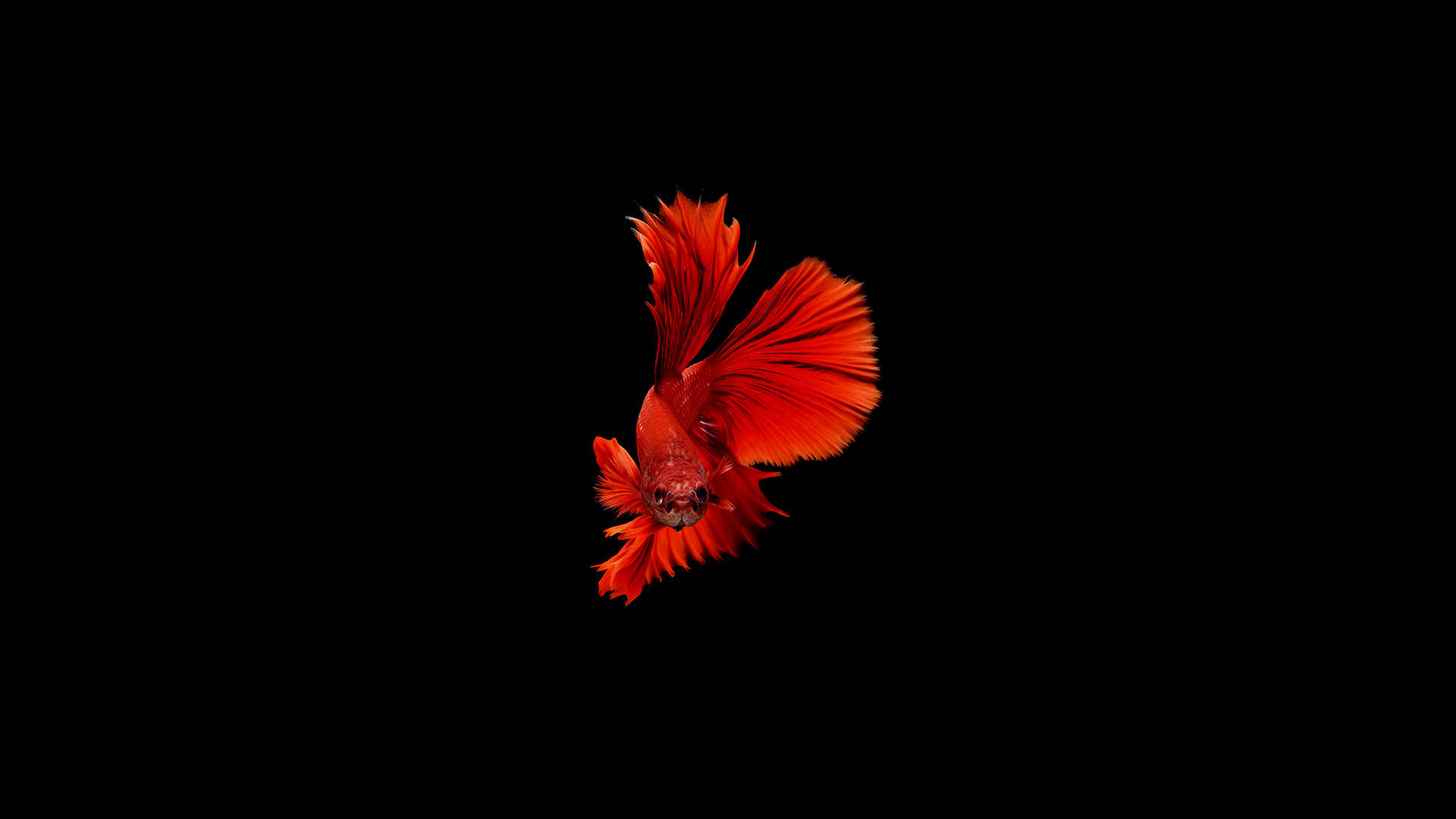 Hd Fish Minimalistic Red Betta Background