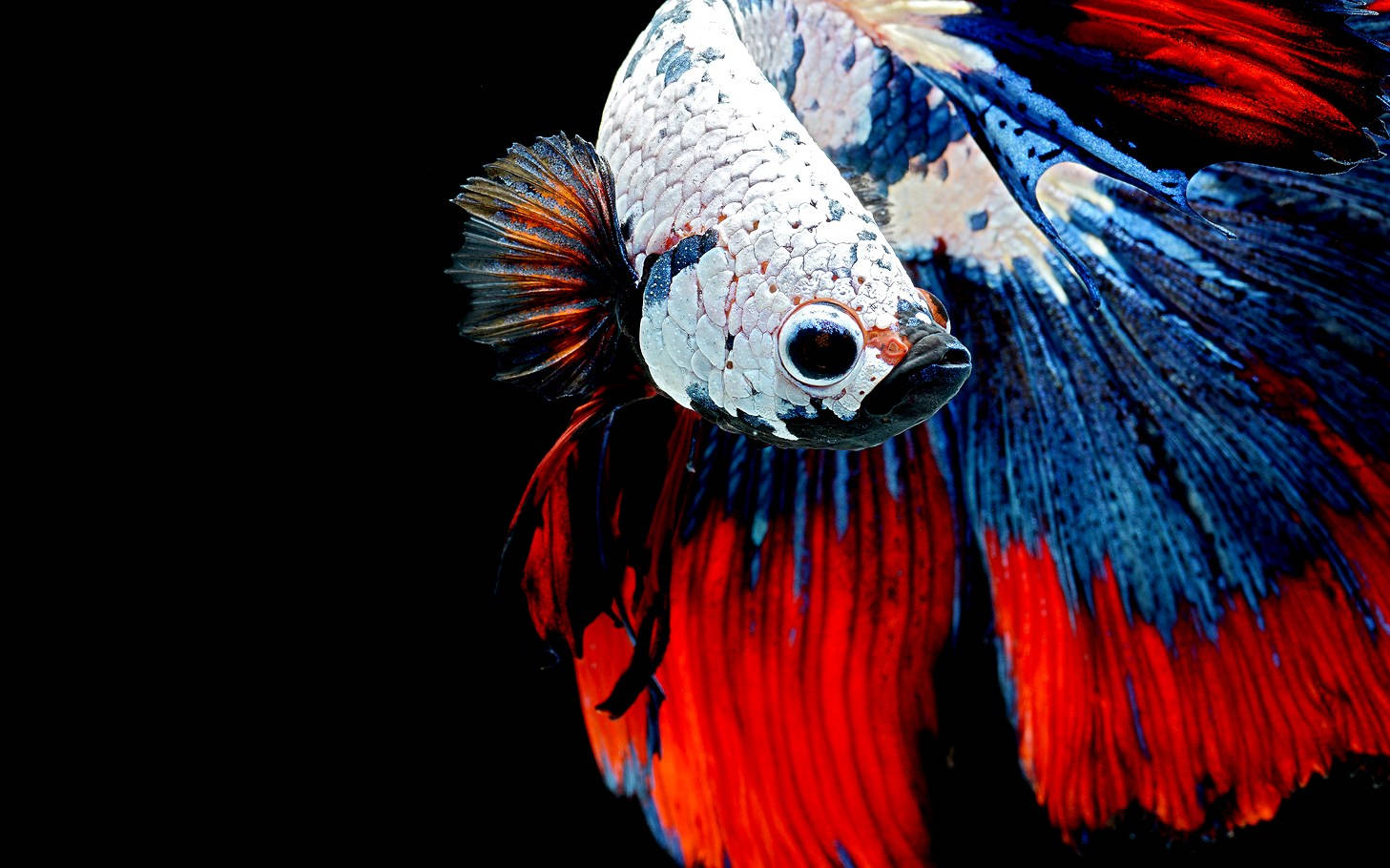 Hd Fish Multicolored Betta On Black Background