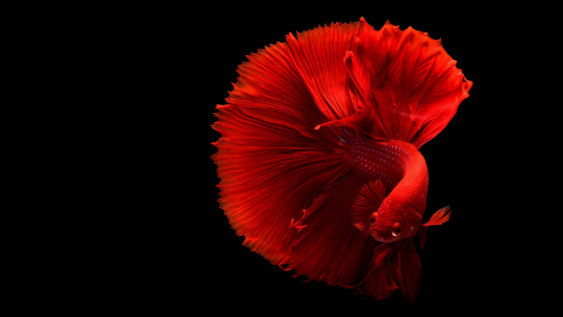 Hd Fish Red Betta On Black Background