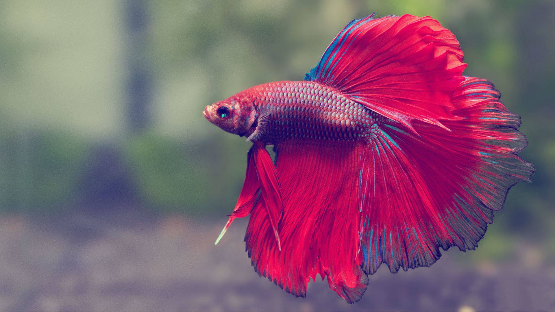 Hd Fish Red Siamese Betta Tail Background