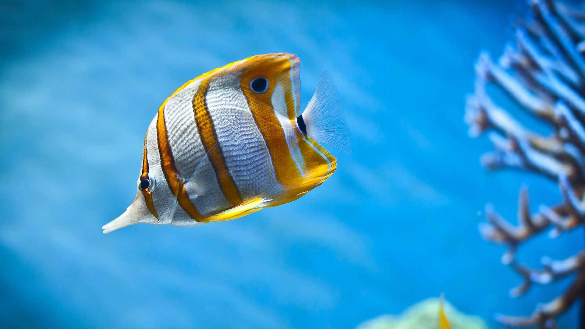 Hd Fish Swimming Copperband Butterflyfish Background