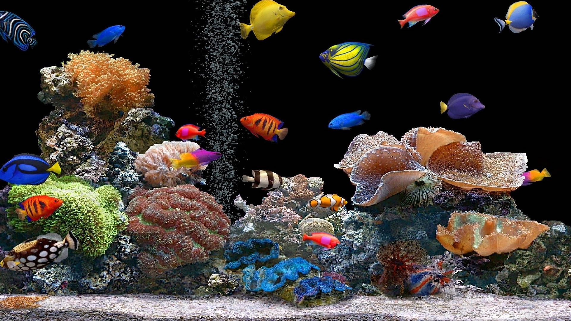 Hd Fishes Assorted Colors In Aquarium Background