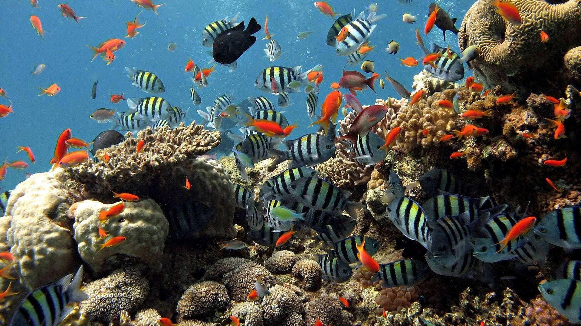 Hd Fishes At Ras Mohamed Nature Reserve Background