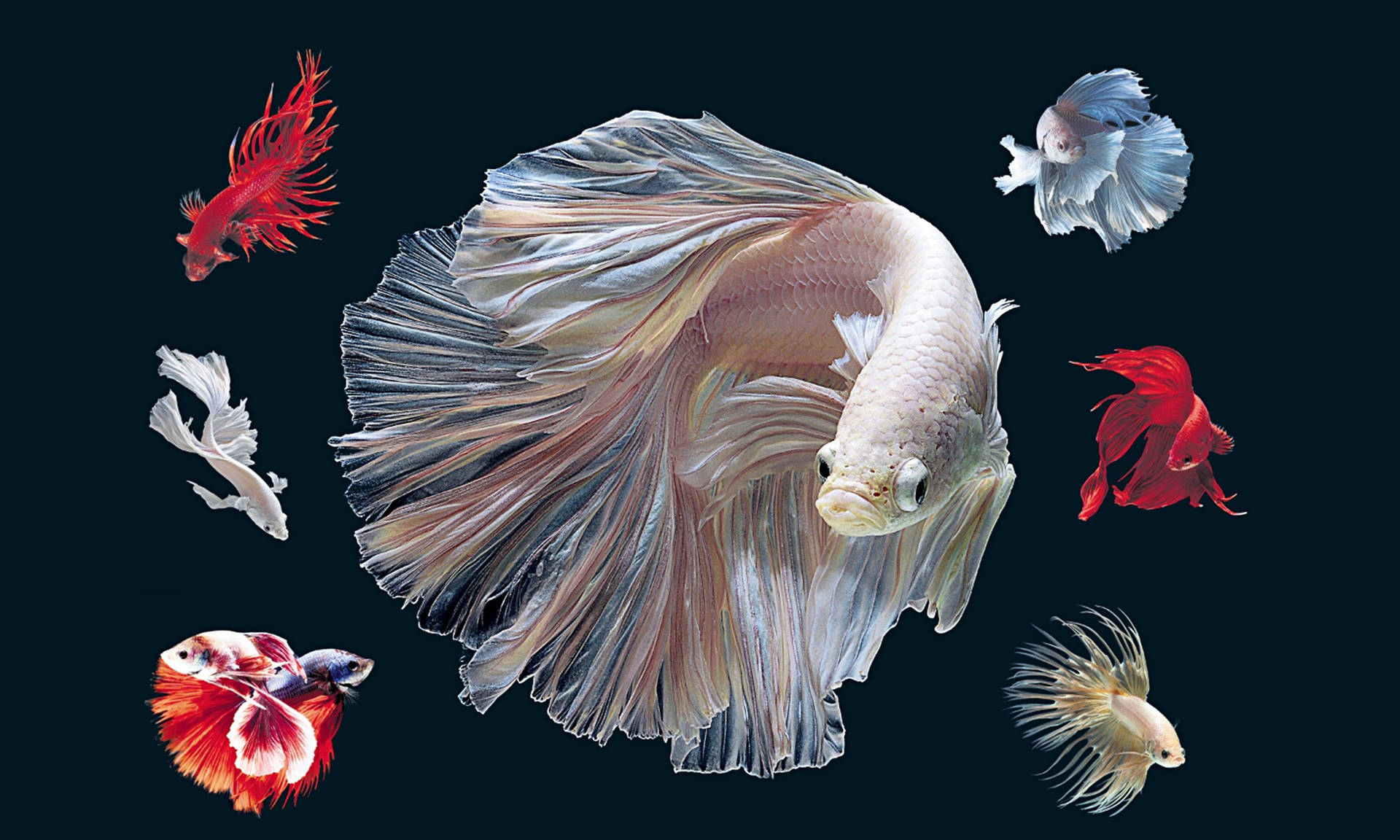 Hd Fishes In White And Red Betta Illustration Background