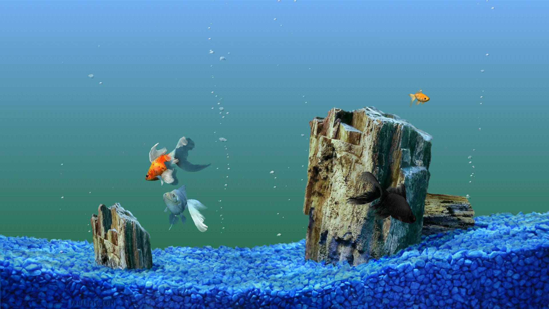 Hd Fishes In With Aquarium Rocks And Bubbles Background