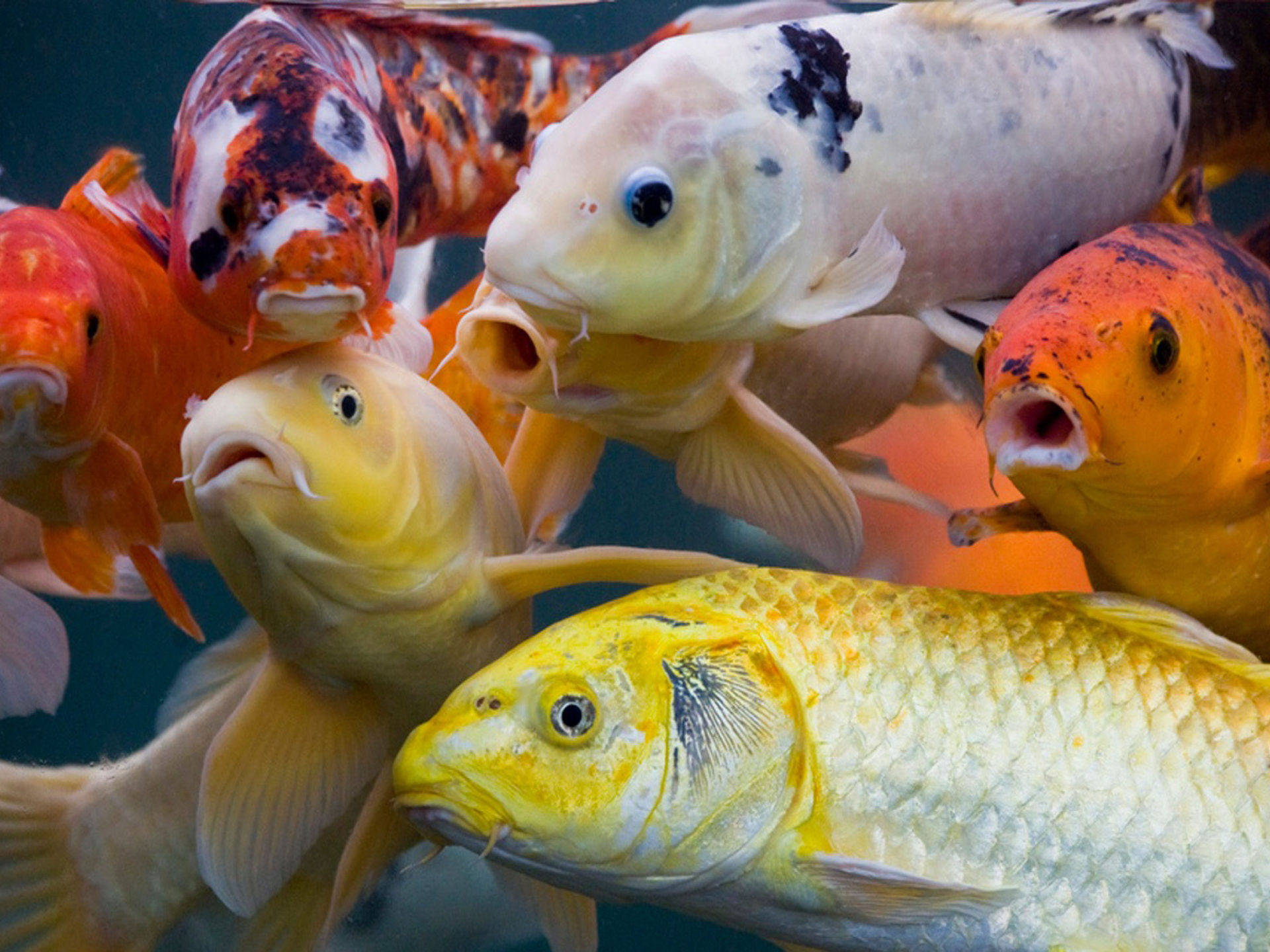 Hd Fishes In Yellow Orange And White Background