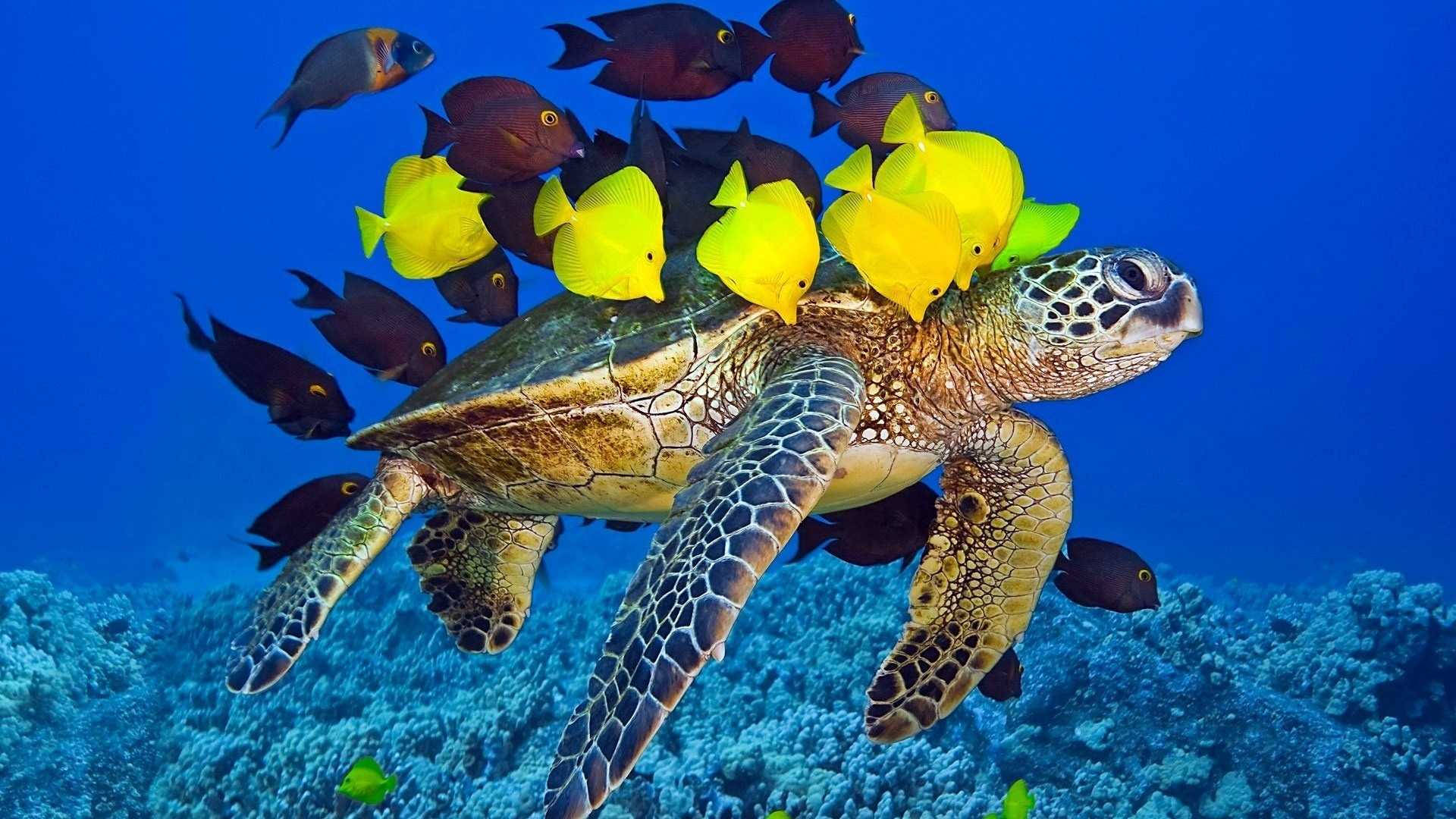 Hd Fishes Over A Sea Turtle Background