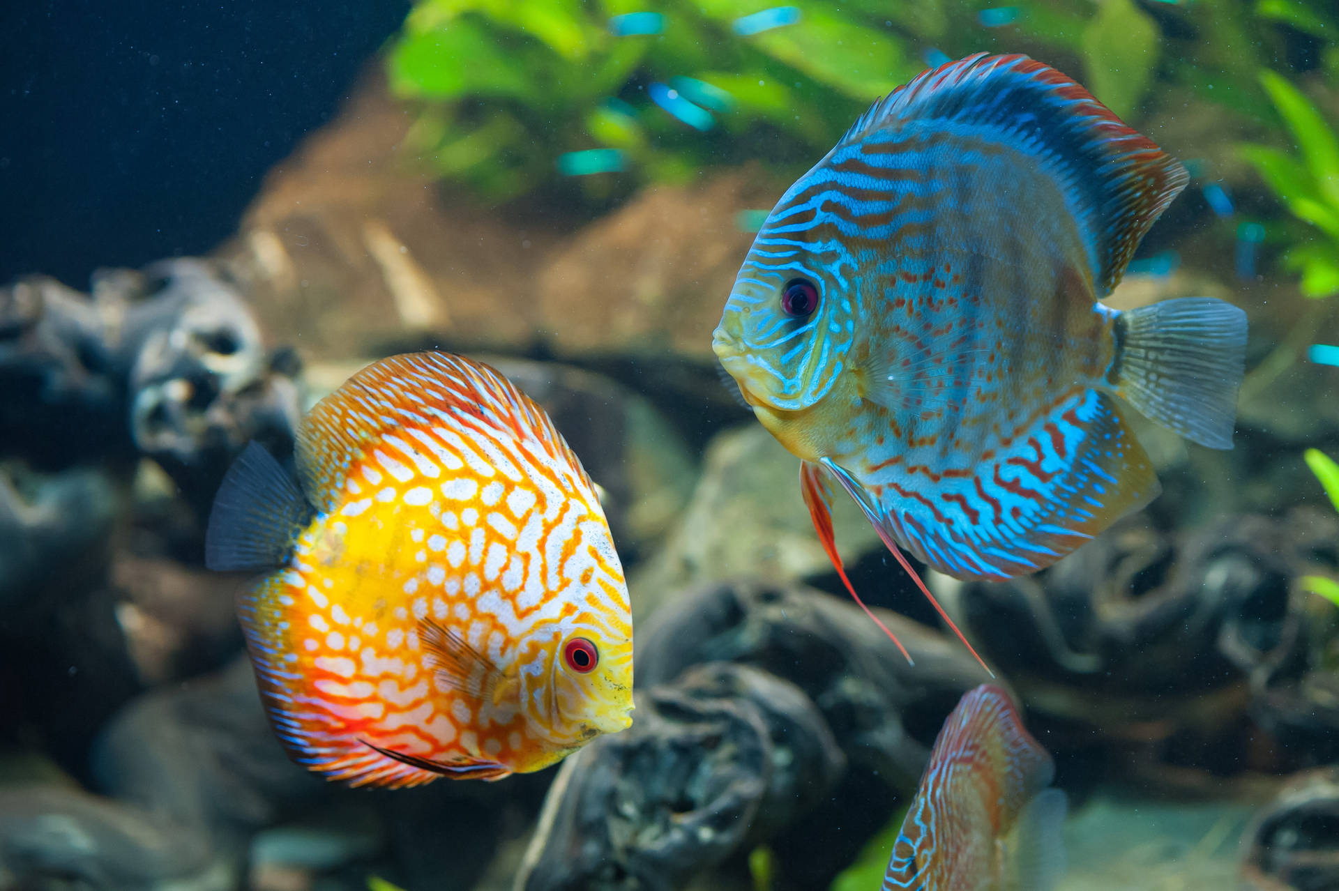 Hd Fishes Red And Blue Discus Background