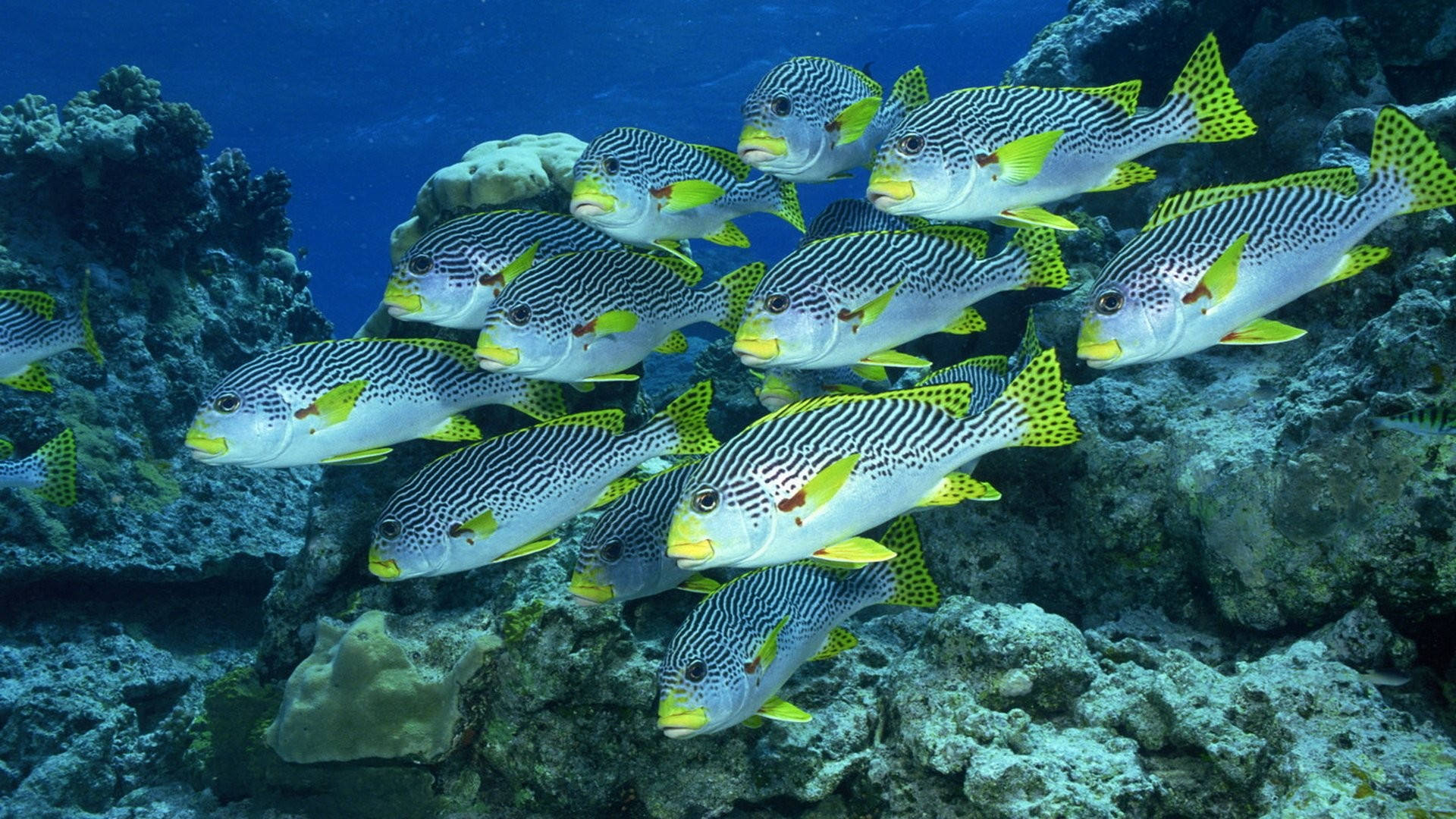 Hd Fishes Sweetlips Underwater Near Reefs Background