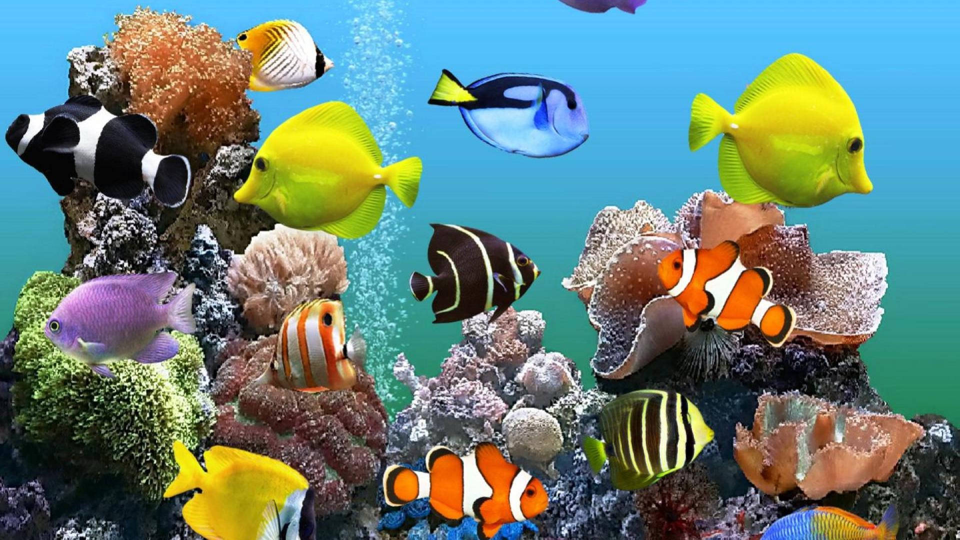 Hd Fishes Swimming Close To Coral Reefs Background