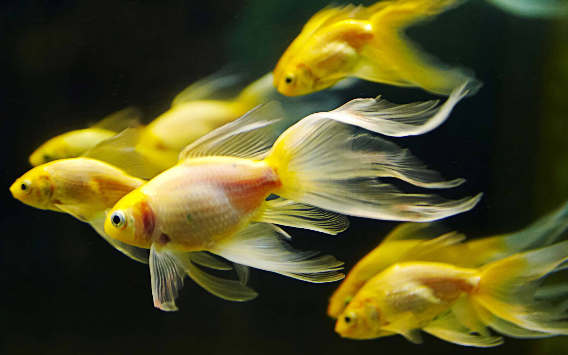 Hd Fishes Swimming Inside Aquarium Background